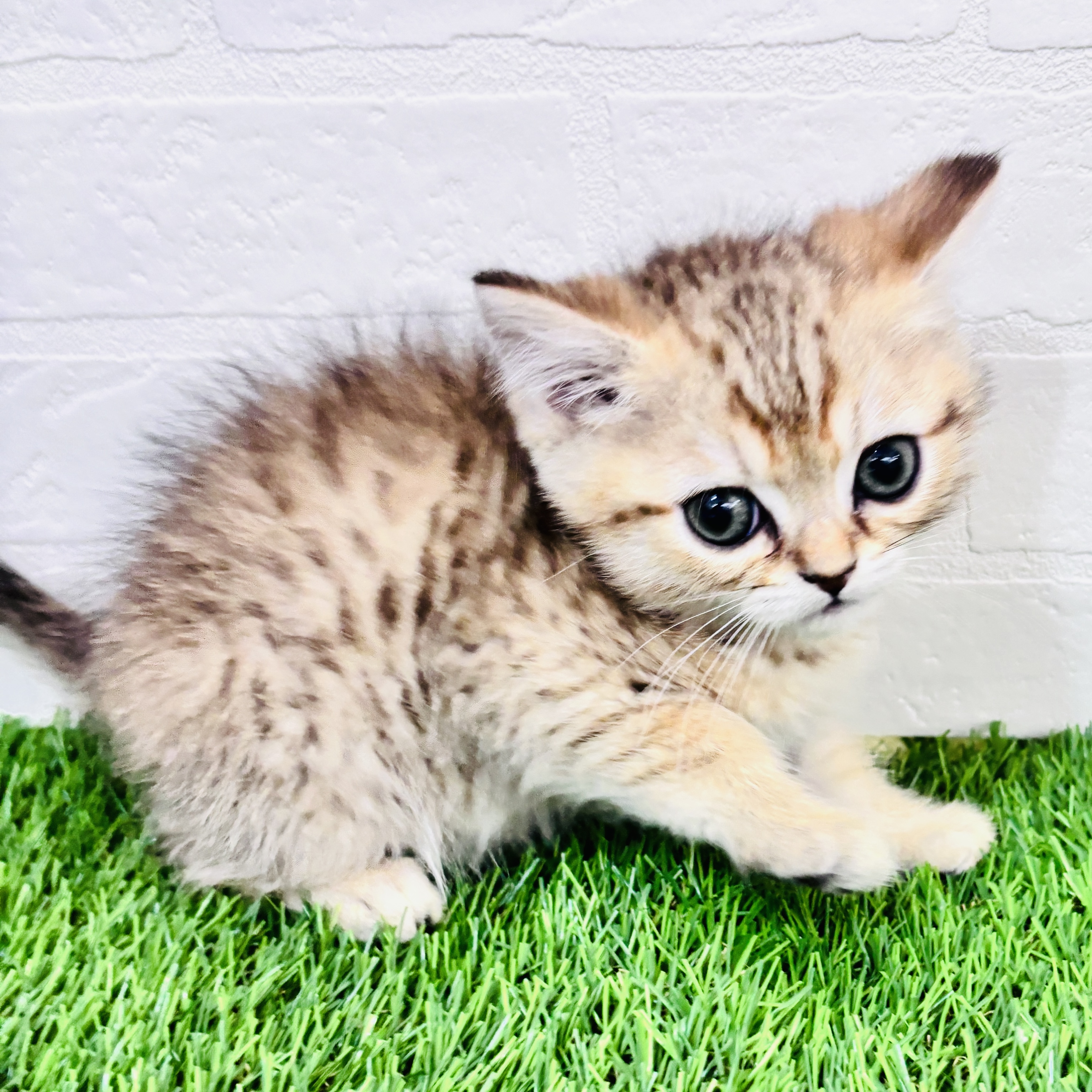 埼玉県のミヌエット (ワンニャンハウス春日部店/2025年10月30日生まれ/男の子/シェーデッドゴールデンタビー)の子猫の3枚目の画像