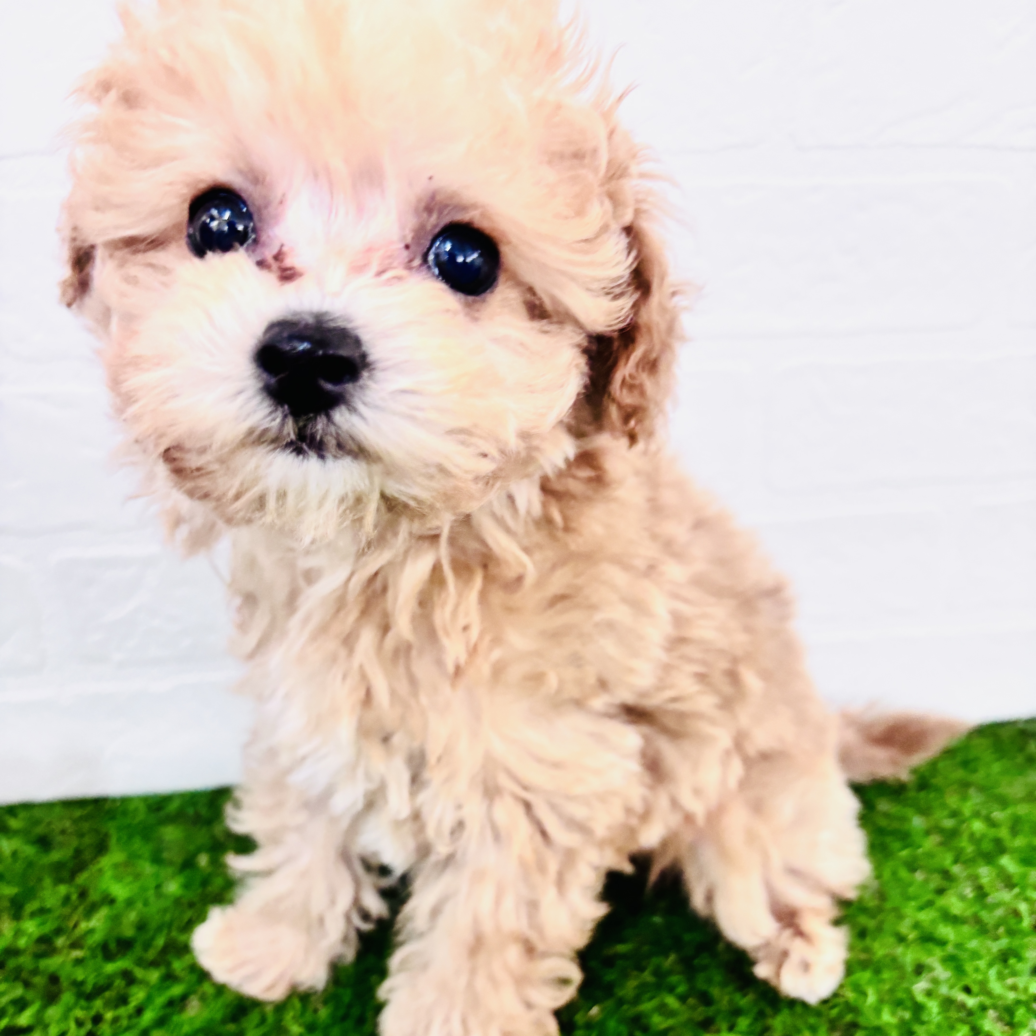 埼玉県のビションプー(ビションフリーゼ×プードル) (ワンニャンハウス春日部店/2025年9月14日生まれ/男の子/アプリコット)の子犬の2枚目の画像