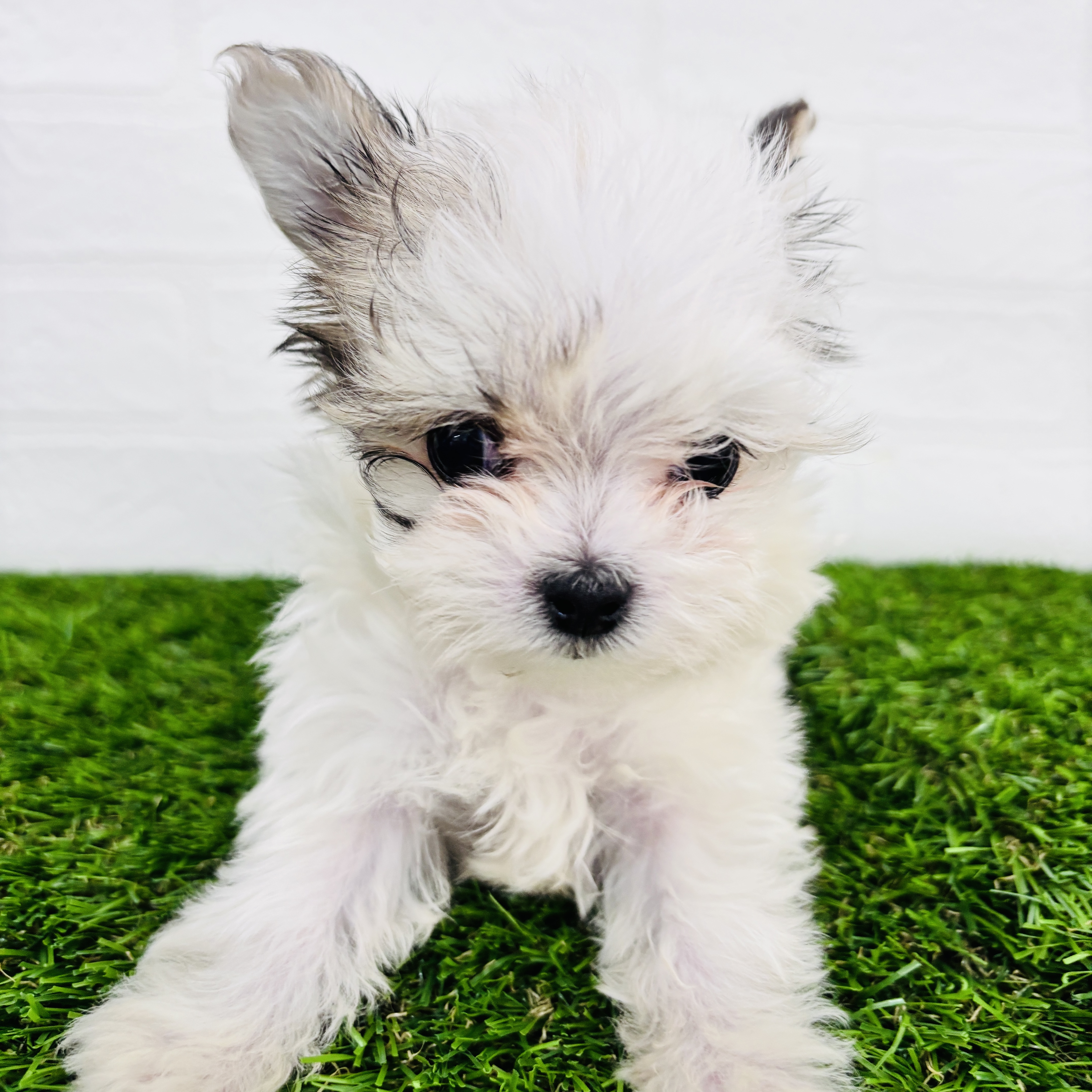 埼玉県のチワマル/マルチワ(チワワ×マルチーズ) (ワンニャンハウス春日部店/2025年9月30日生まれ/女の子/ホワイトクリーム)の子犬の2枚目の画像