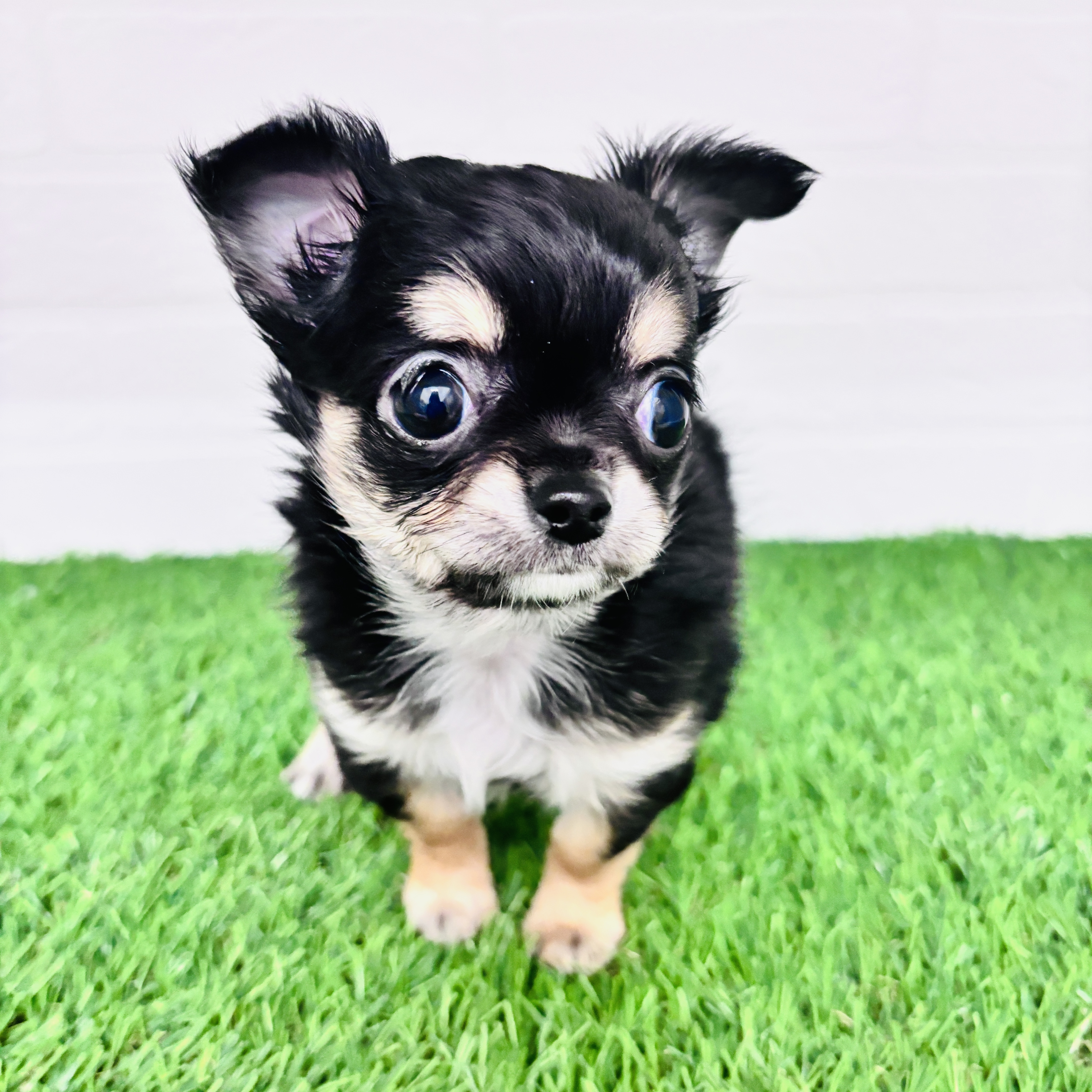 神奈川県のチワワ(ロング) (ワンニャンハウス相模原店/2025年12月6日生まれ/女の子/ブラッククリーム)の子犬の2枚目の画像