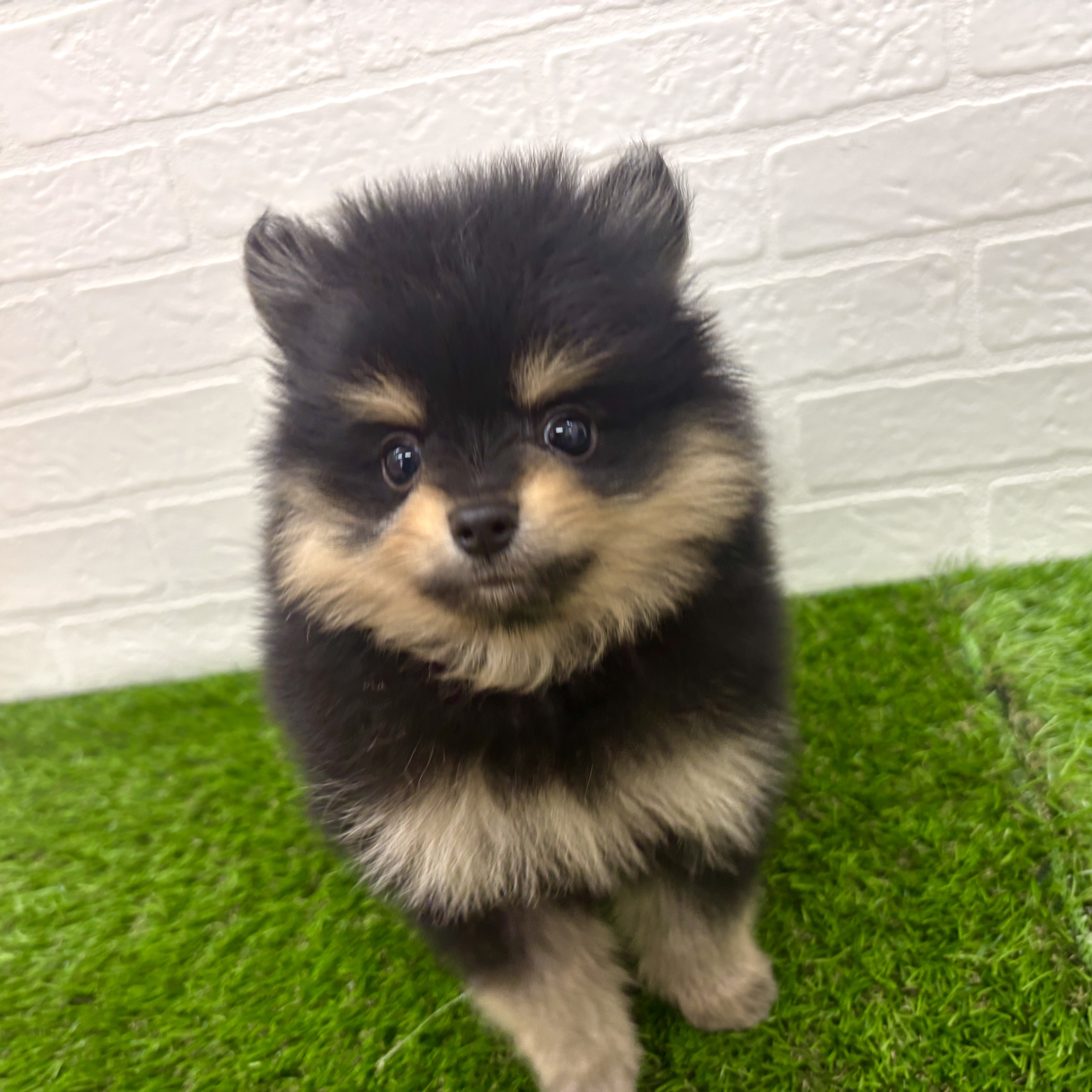 埼玉県のポメラニアン (ワンニャンハウス春日部店/2026年4月7日生まれ/男の子/ブラックタン)の子犬の2枚目の画像