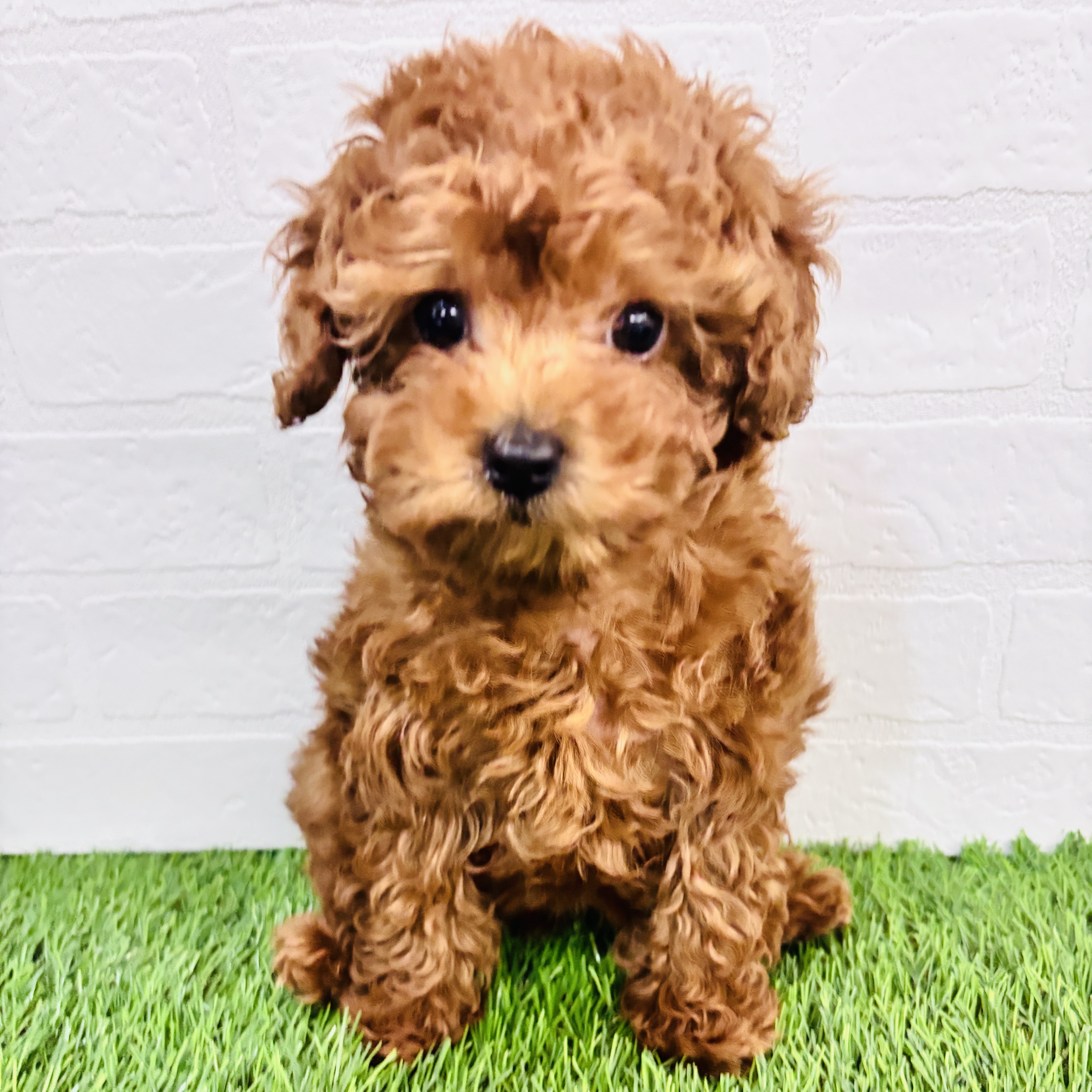 埼玉県のマルプー(マルチーズ×プードル) (ワンニャンハウス春日部店/2025年11月1日生まれ/男の子/アプリコット)の子犬の3枚目の画像