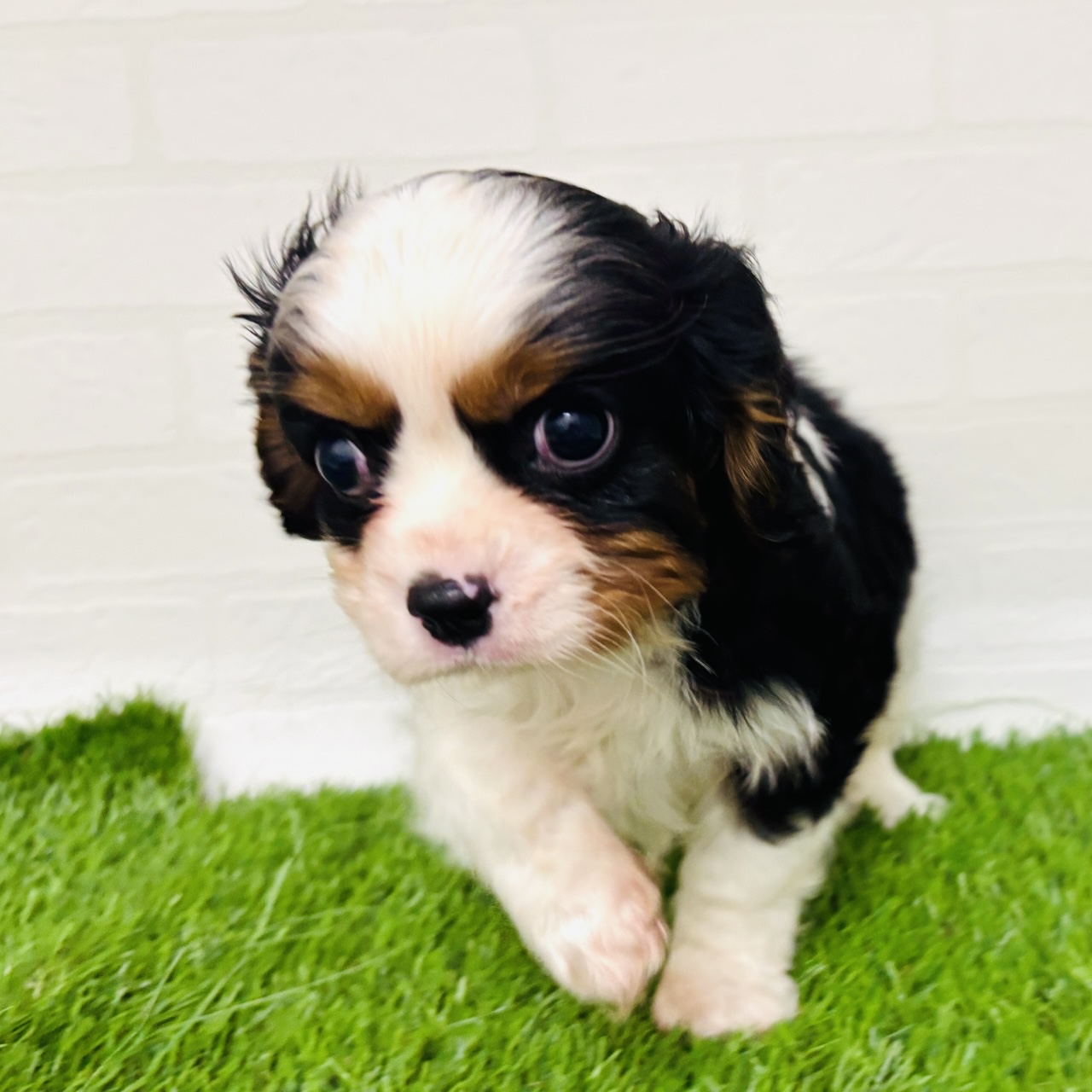 埼玉県のキャバリアキングチャールズスパニエル (ワンニャンハウス春日部店/2025年10月25日生まれ/男の子/トライカラー)の子犬の2枚目の画像