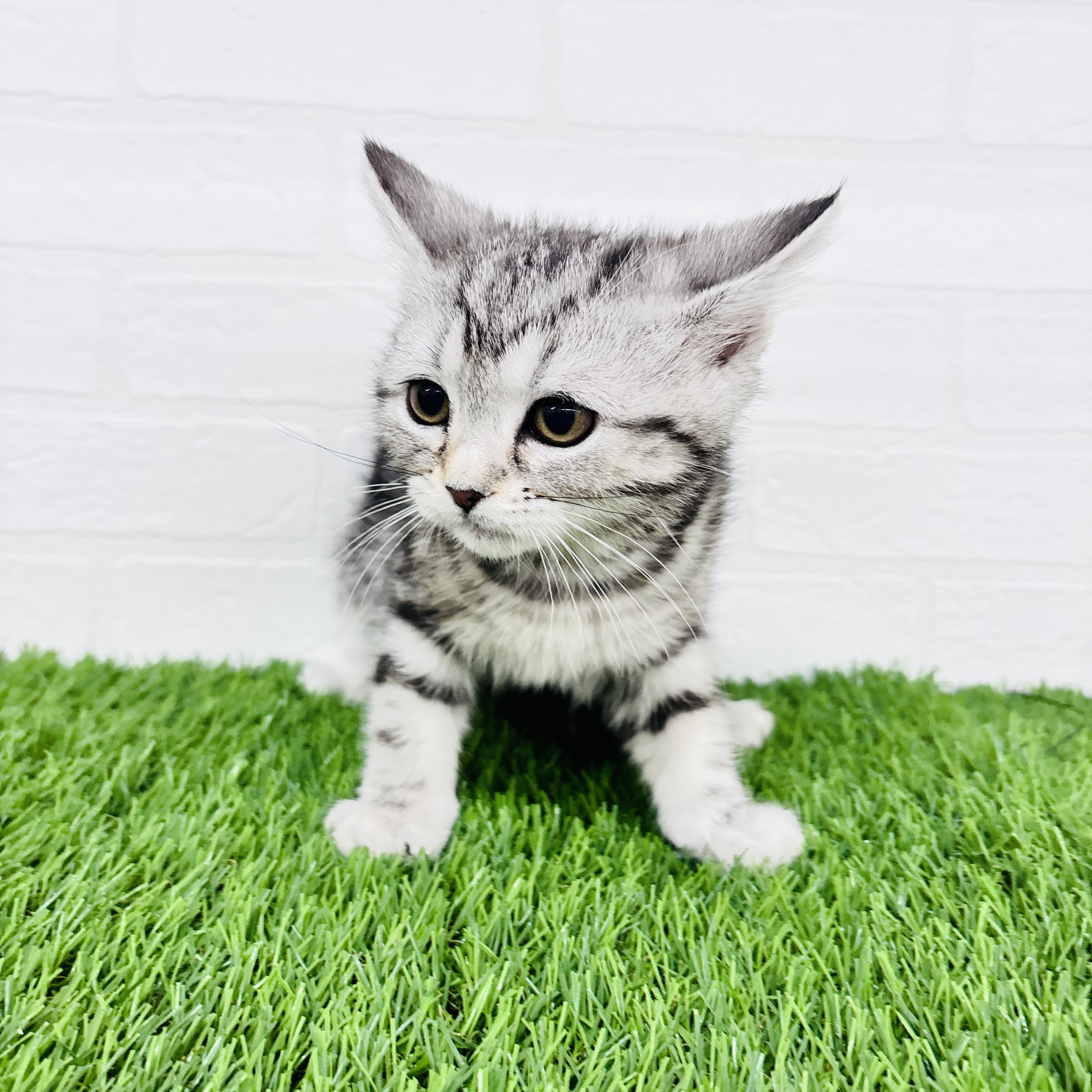 埼玉県のアメリカンショートヘアー (ワンニャンハウス春日部店/2025年11月2日生まれ/女の子/シルバータビー)の子猫