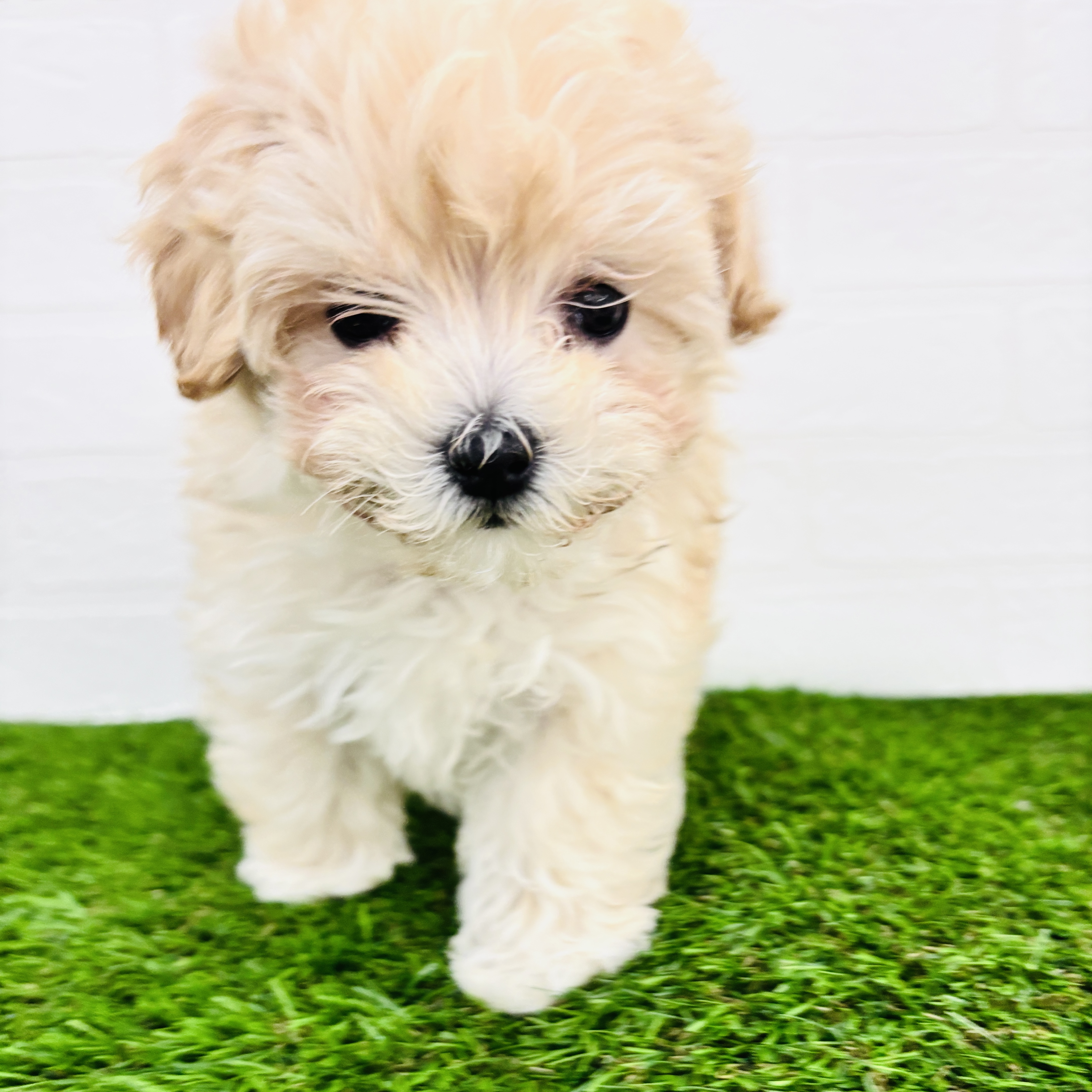 埼玉県のマルプー(マルチーズ×プードル) (ワンニャンハウス春日部店/2025年9月29日生まれ/女の子/クリーム)の子犬の3枚目の画像