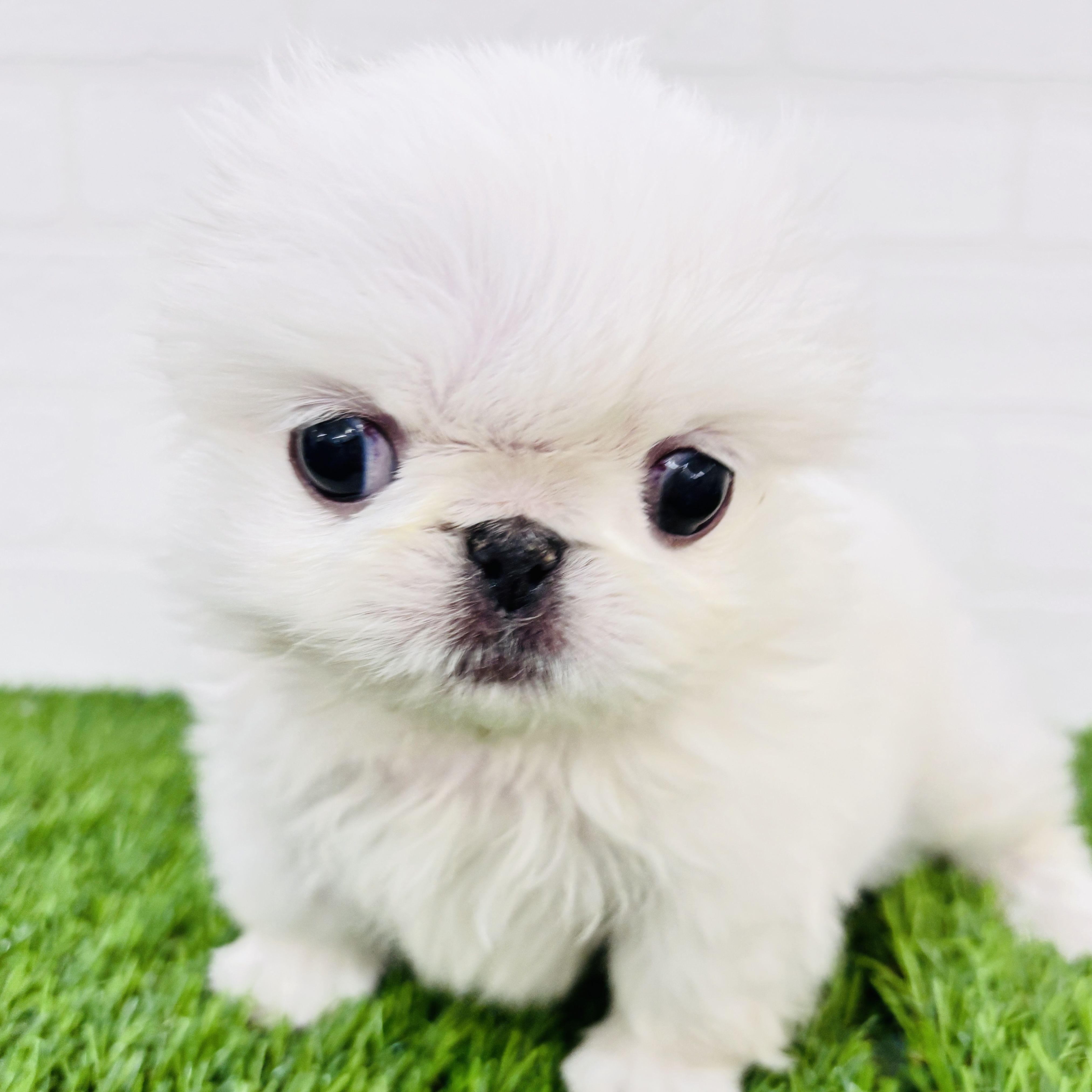 埼玉県のペキニーズ (ワンニャンハウス春日部店/2025年11月11日生まれ/女の子/ホワイト)の子犬の2枚目の画像