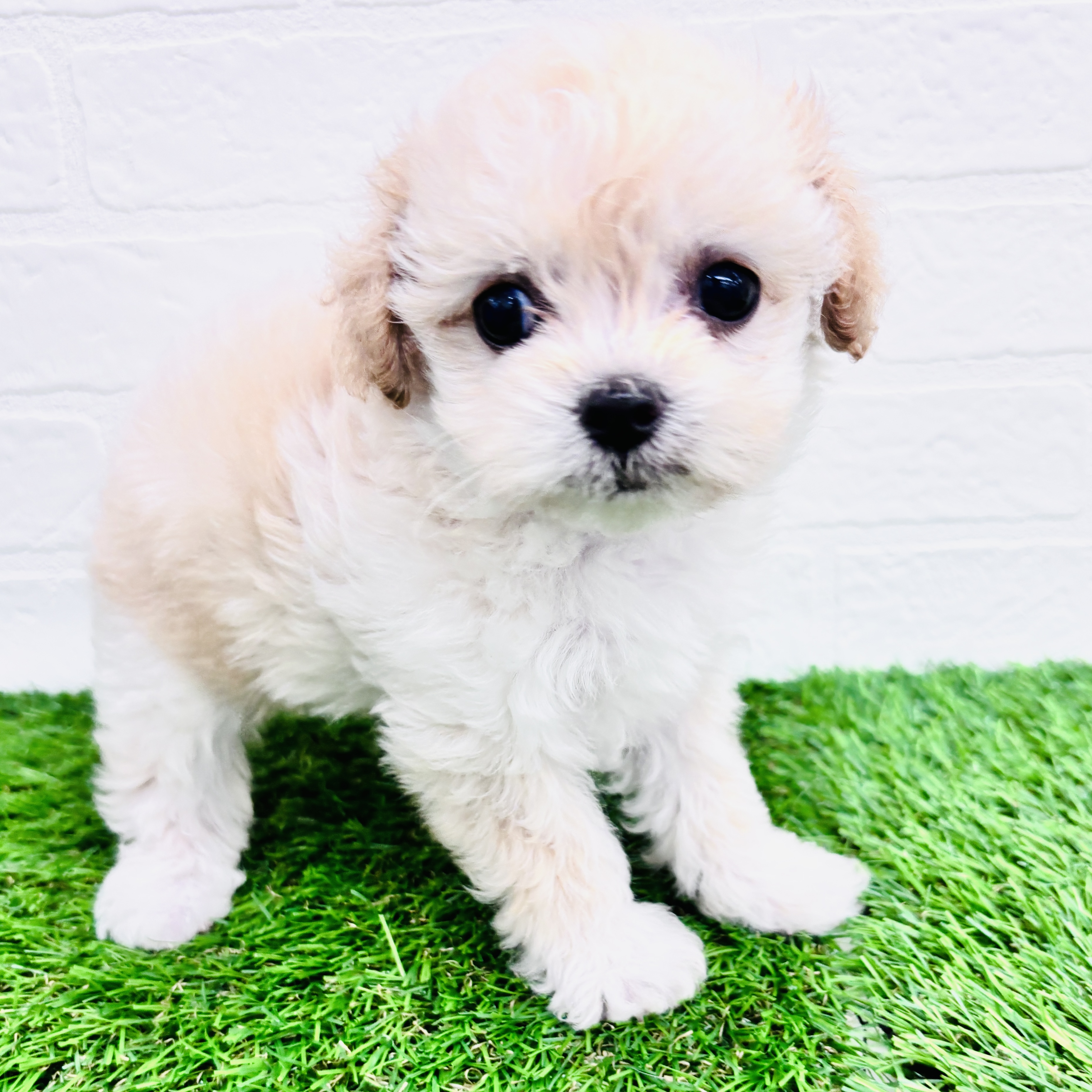 埼玉県のチワプー/プーチー(チワワ×プードル) (ワンニャンハウス春日部店/2025年9月6日生まれ/女の子/アプリコット)の子犬の3枚目の画像