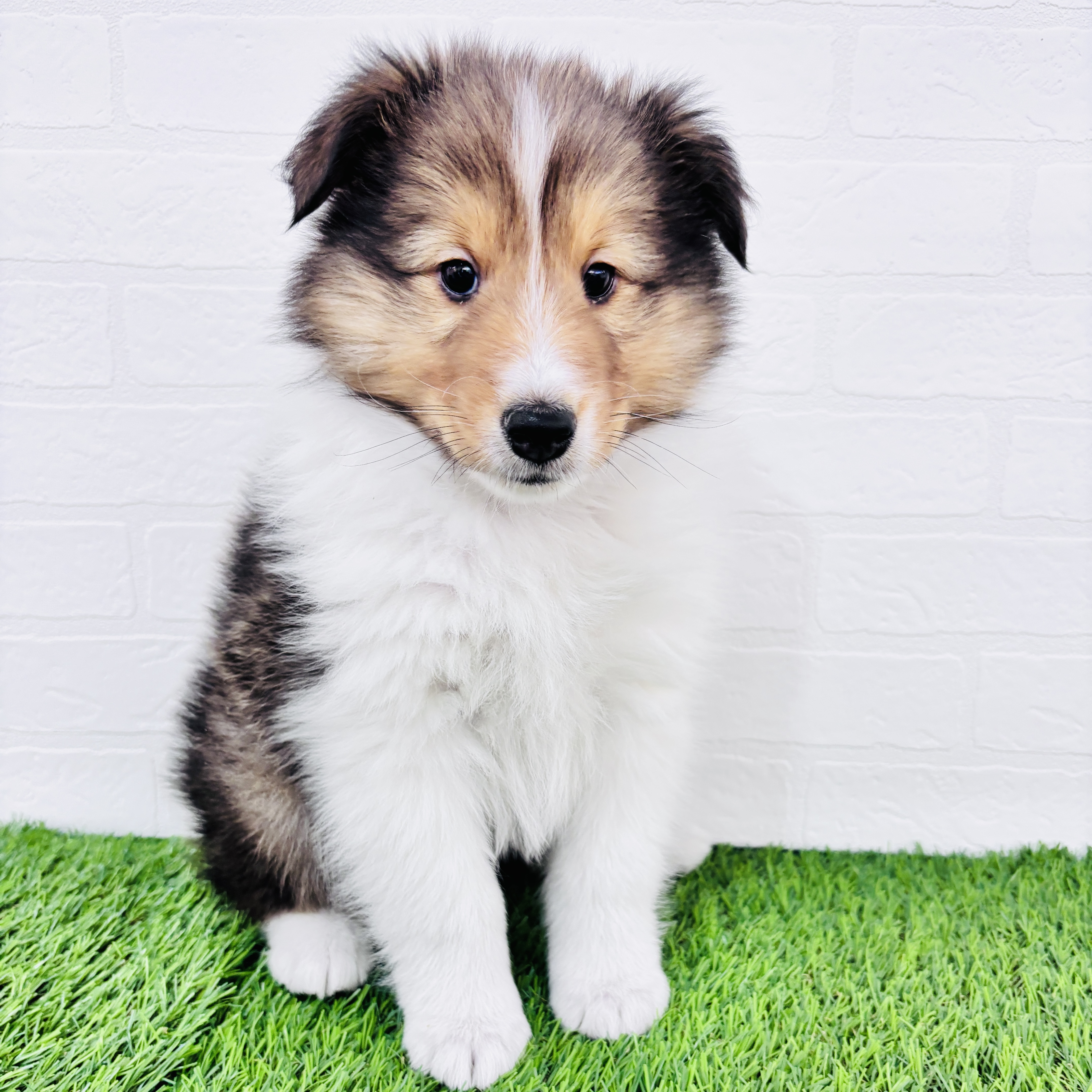 埼玉県のシェットランドシープドッグ (ワンニャンハウス春日部店/2025年10月6日生まれ/男の子/セーブルホワイト)の子犬の2枚目の画像