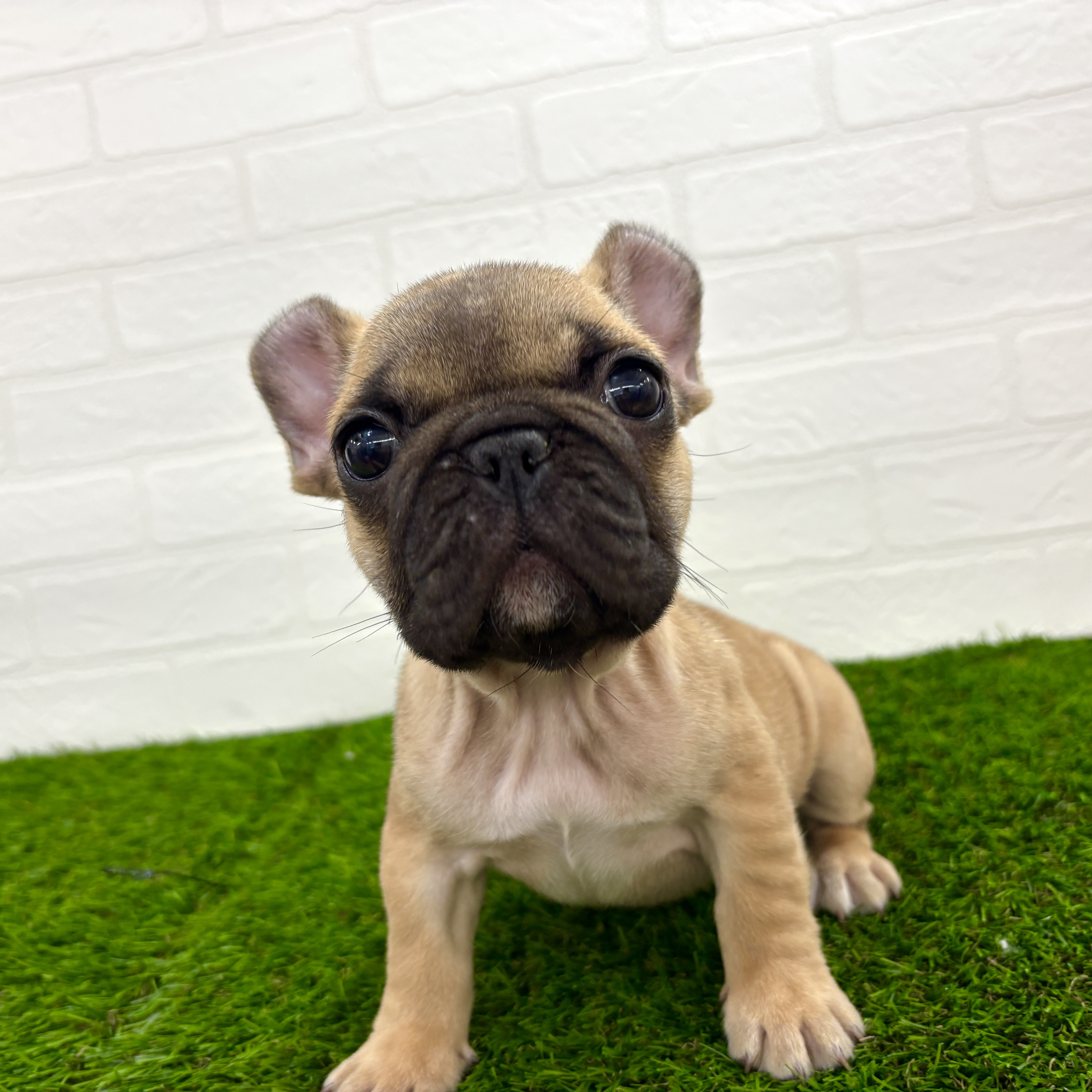 埼玉県のフレンチブルドッグ (ワンニャンハウス春日部店/2025年9月22日生まれ/女の子/フォーン)の子犬の1枚目の画像