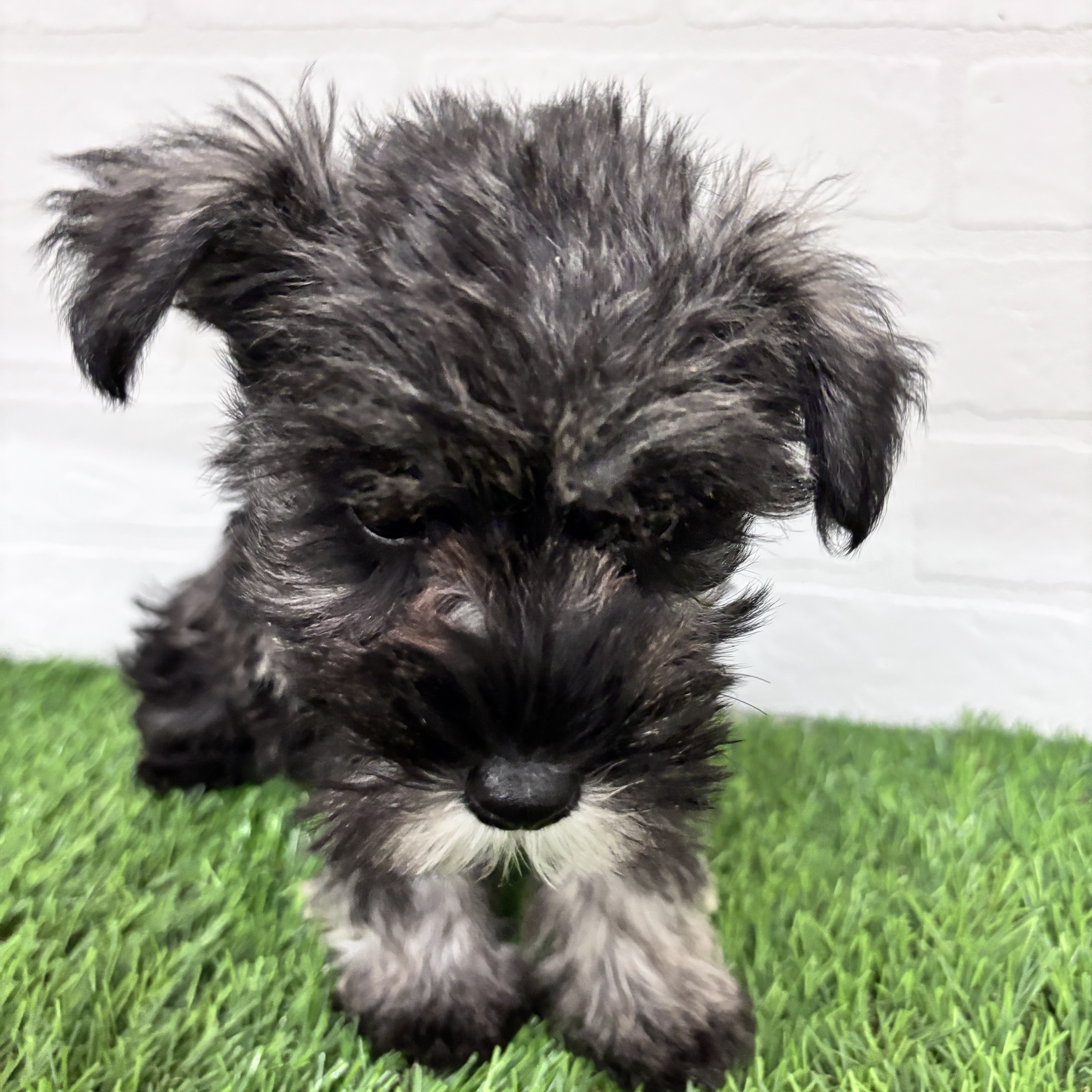 東京都のミニチュアシュナウザー (ワンニャンハウス豊島5丁目店/2025年10月12日生まれ/女の子/ソルトペッパー)の子犬の2枚目の画像