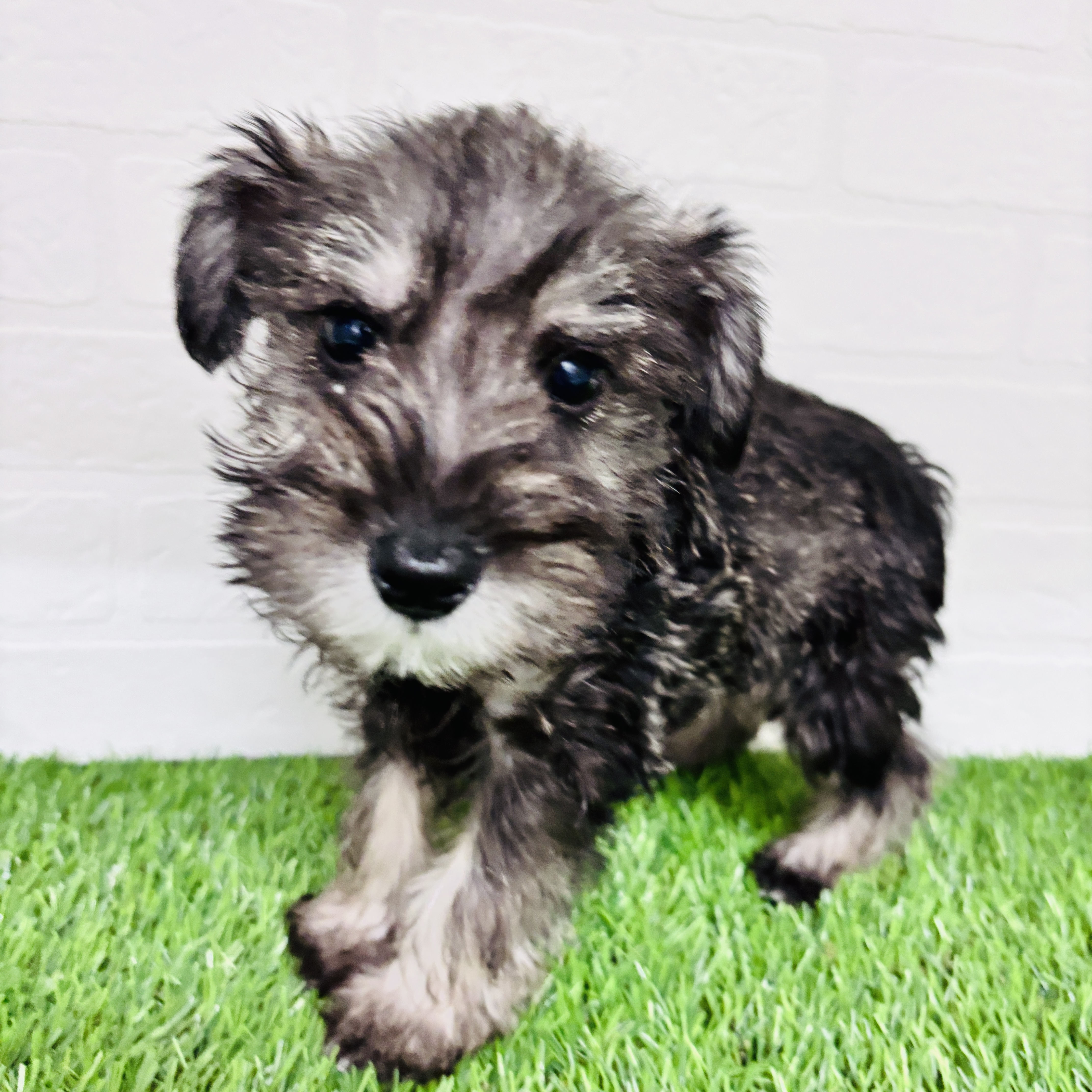 埼玉県のミニチュアシュナウザー (ワンニャンハウス春日部店/2025年10月12日生まれ/男の子/ソルトペッパー)の子犬の3枚目の画像