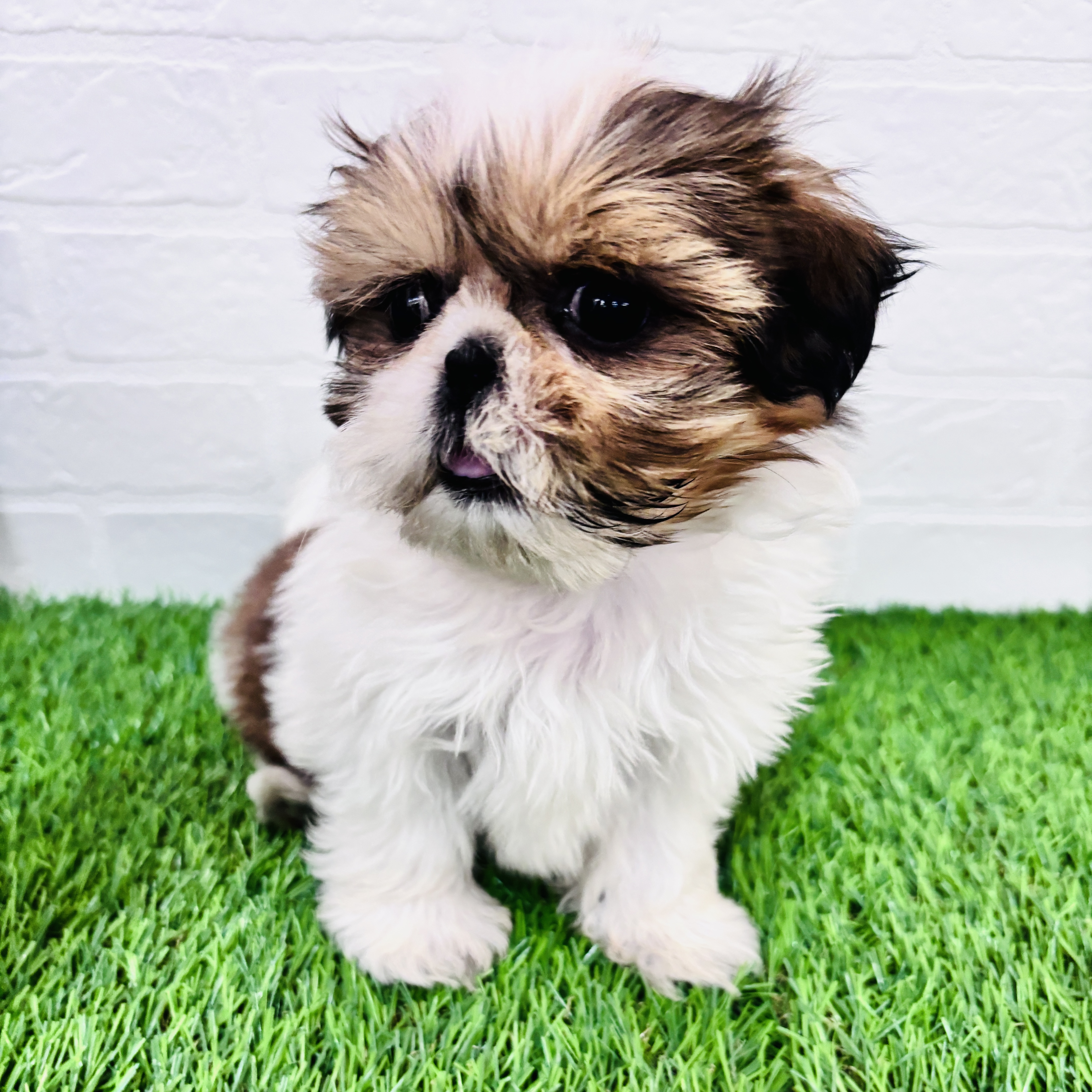 埼玉県のシーズー (ワンニャンハウス春日部店/2025年9月9日生まれ/女の子/ホワイトゴールド)の子犬の1枚目の画像