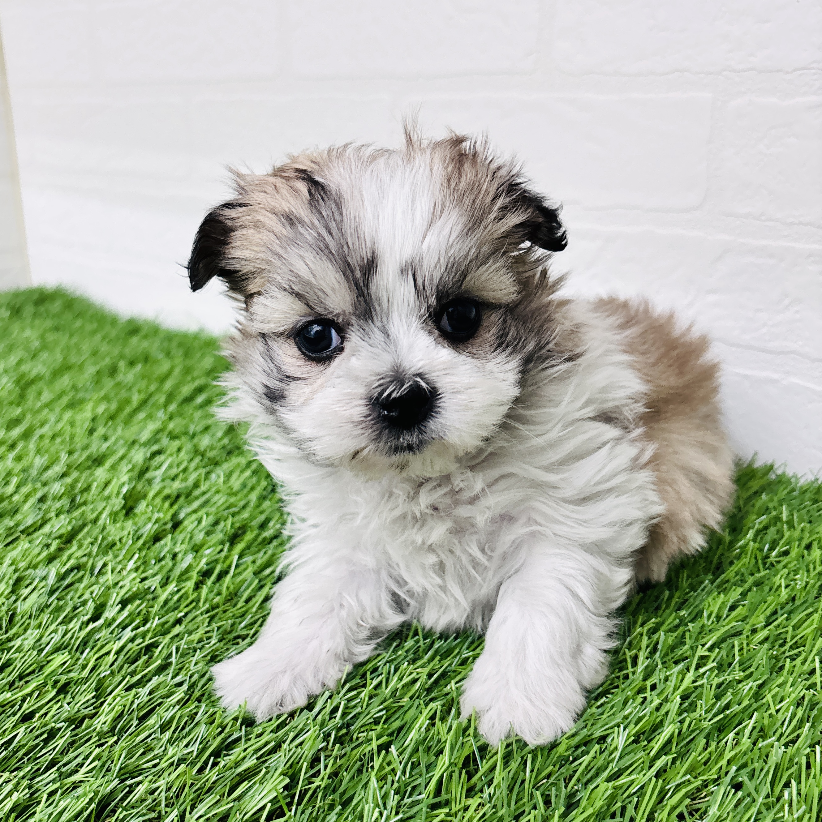 埼玉県のマルズー/マルシーズ(マルチーズ×シーズー) (ワンニャンハウス春日部店/2025年10月19日生まれ/女の子/ホワイトゴールド)の子犬の2枚目の画像