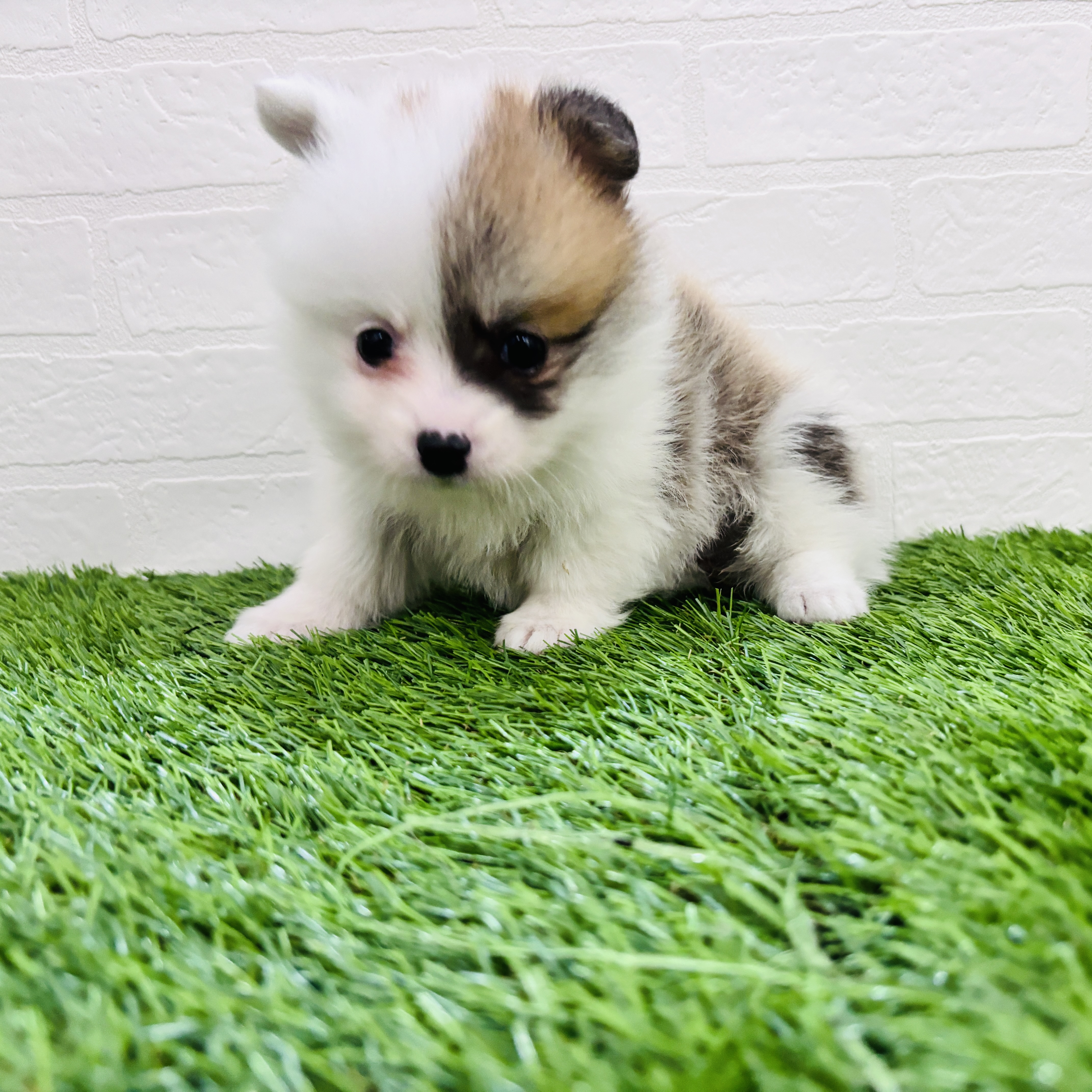 埼玉県のポメコーギー(ポメラニアン×コーギー) (ワンニャンハウス春日部店/2026年1月20日生まれ/女の子/レッドホワイト)の子犬の1枚目の画像