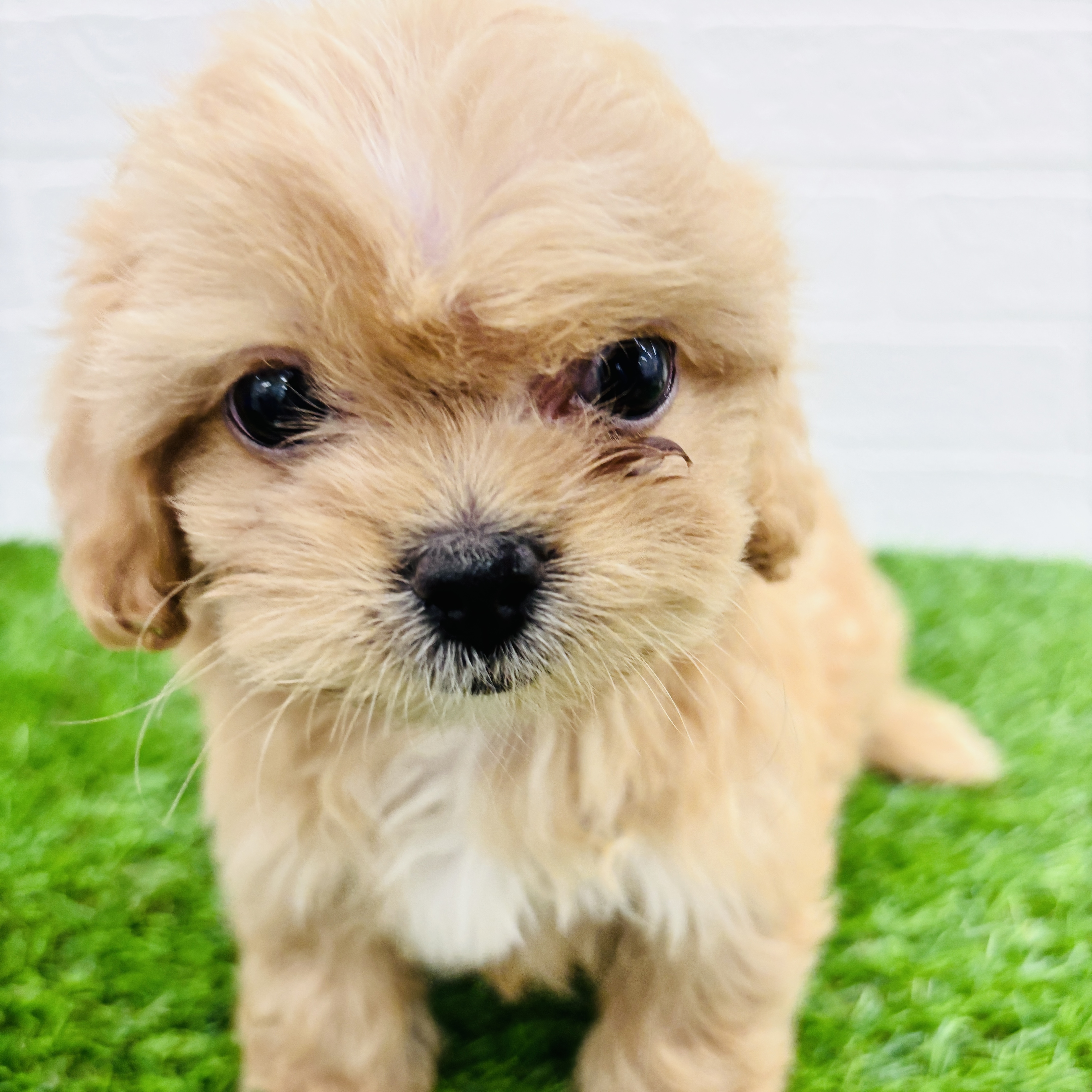 埼玉県のペキプー(ペキニーズ×プードル) (ワンニャンハウス春日部店/2025年9月1日生まれ/女の子/アプリコット)の子犬の1枚目の画像