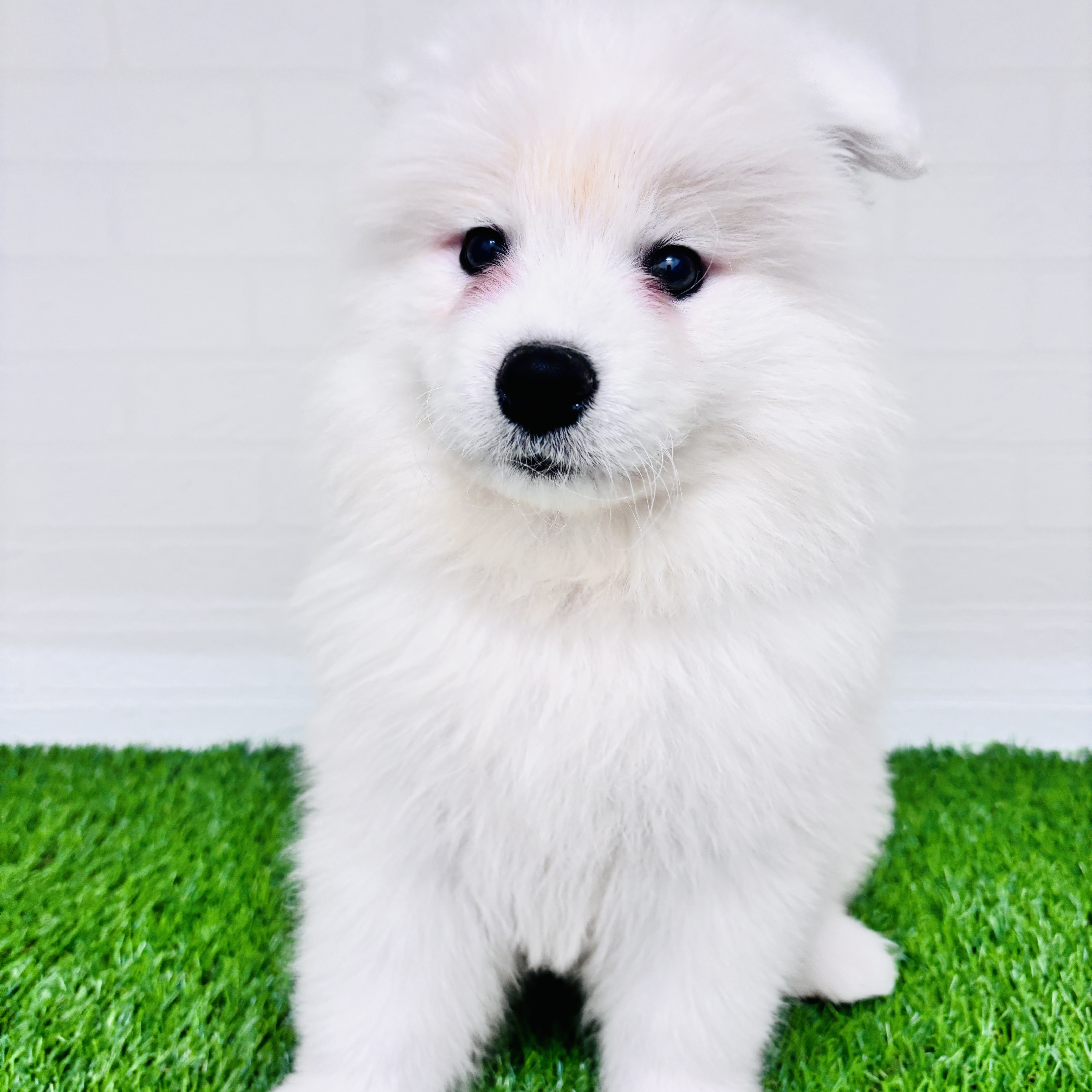 埼玉県のサモエド (ワンニャンハウス春日部店/2025年10月31日生まれ/男の子/ホワイト)の子犬の2枚目の画像