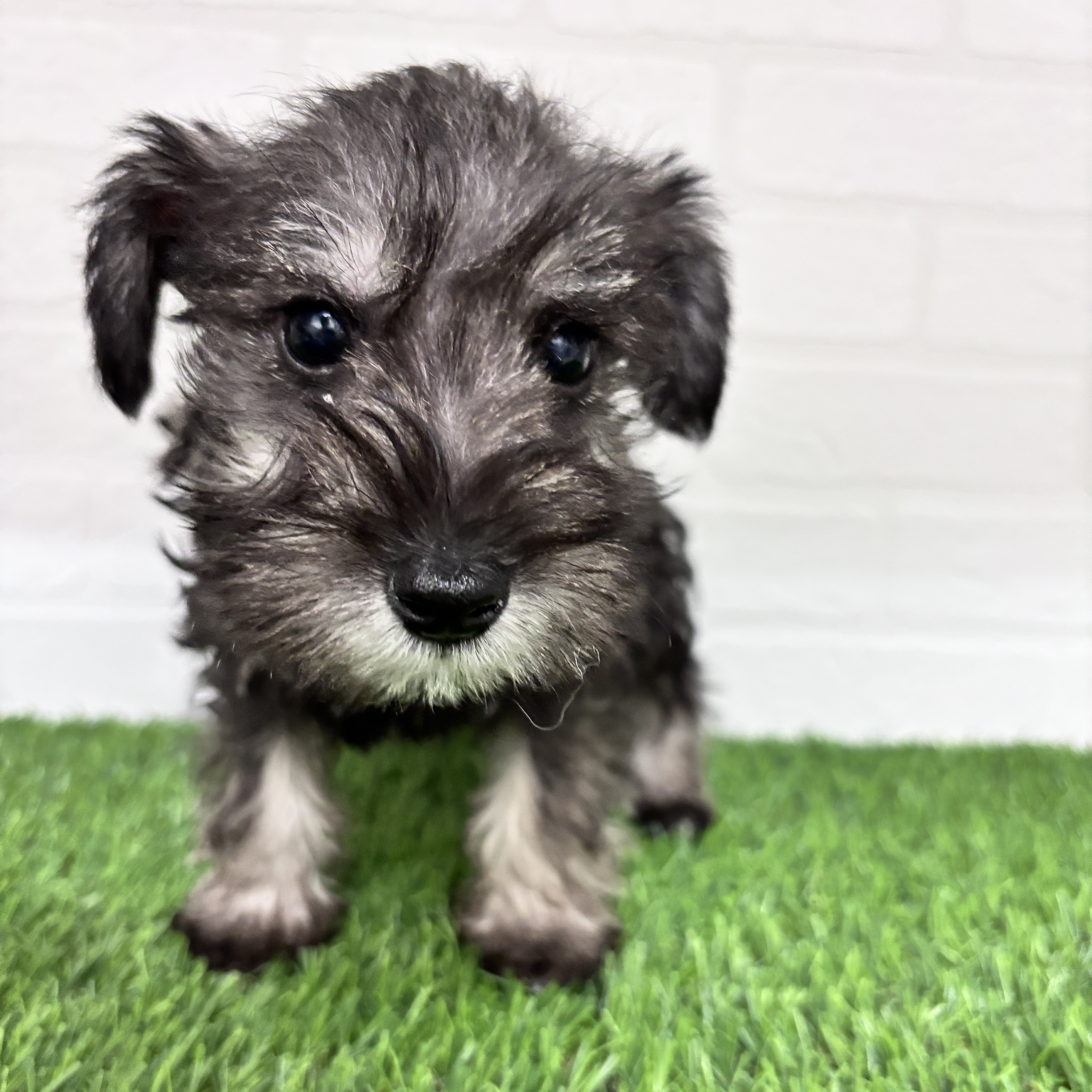 埼玉県のミニチュアシュナウザー (ワンニャンハウス春日部店/2025年10月12日生まれ/男の子/ソルトペッパー)の子犬の2枚目の画像