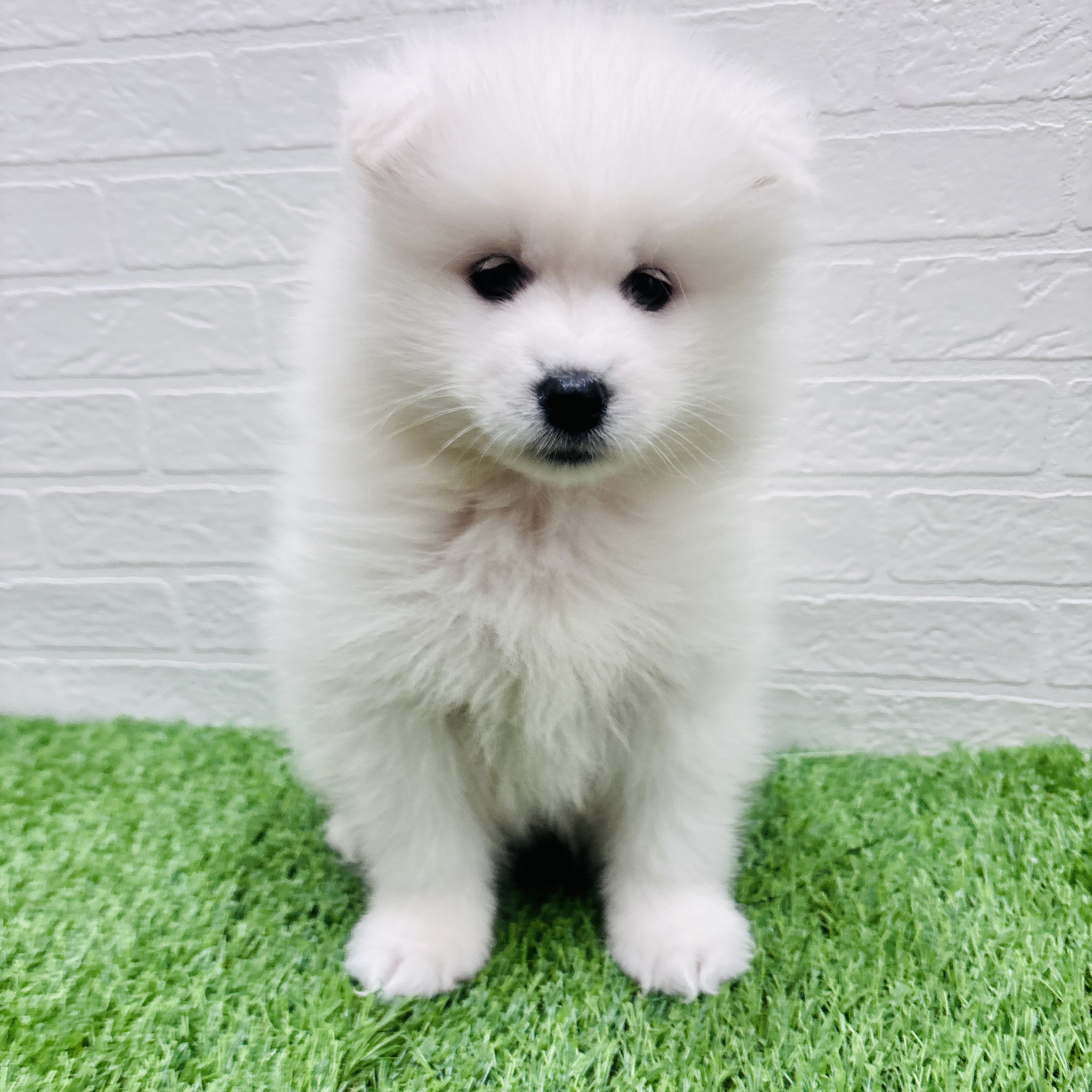 埼玉県のサモエド (ワンニャンハウス春日部店/2025年12月12日生まれ/女の子/ホワイト)の子犬の2枚目の画像