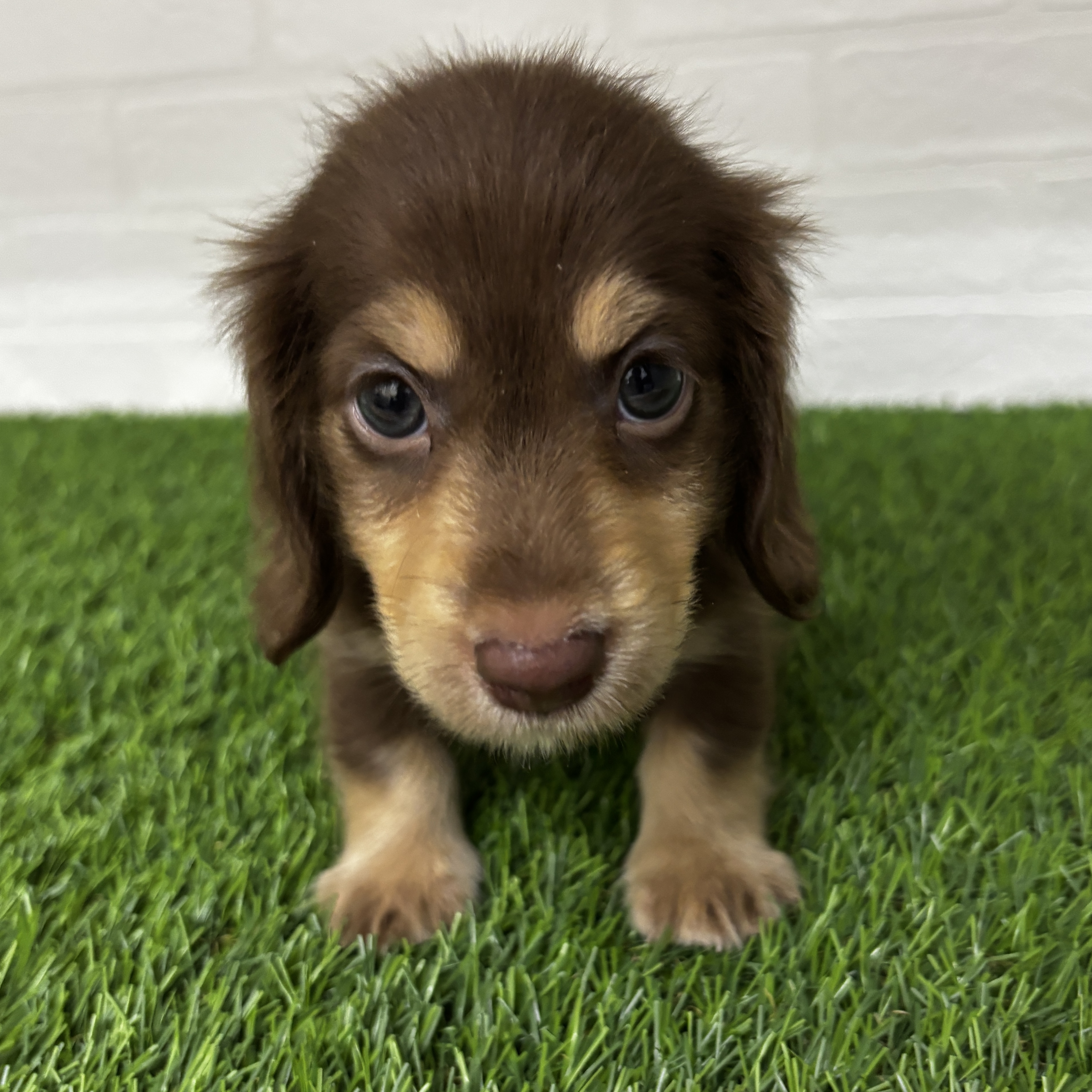 埼玉県のミニチュアダックスフンド(ロング) (ワンニャンハウス春日部店/2025年7月27日生まれ/男の子/チョコレートイエロー)の子犬の2枚目の画像