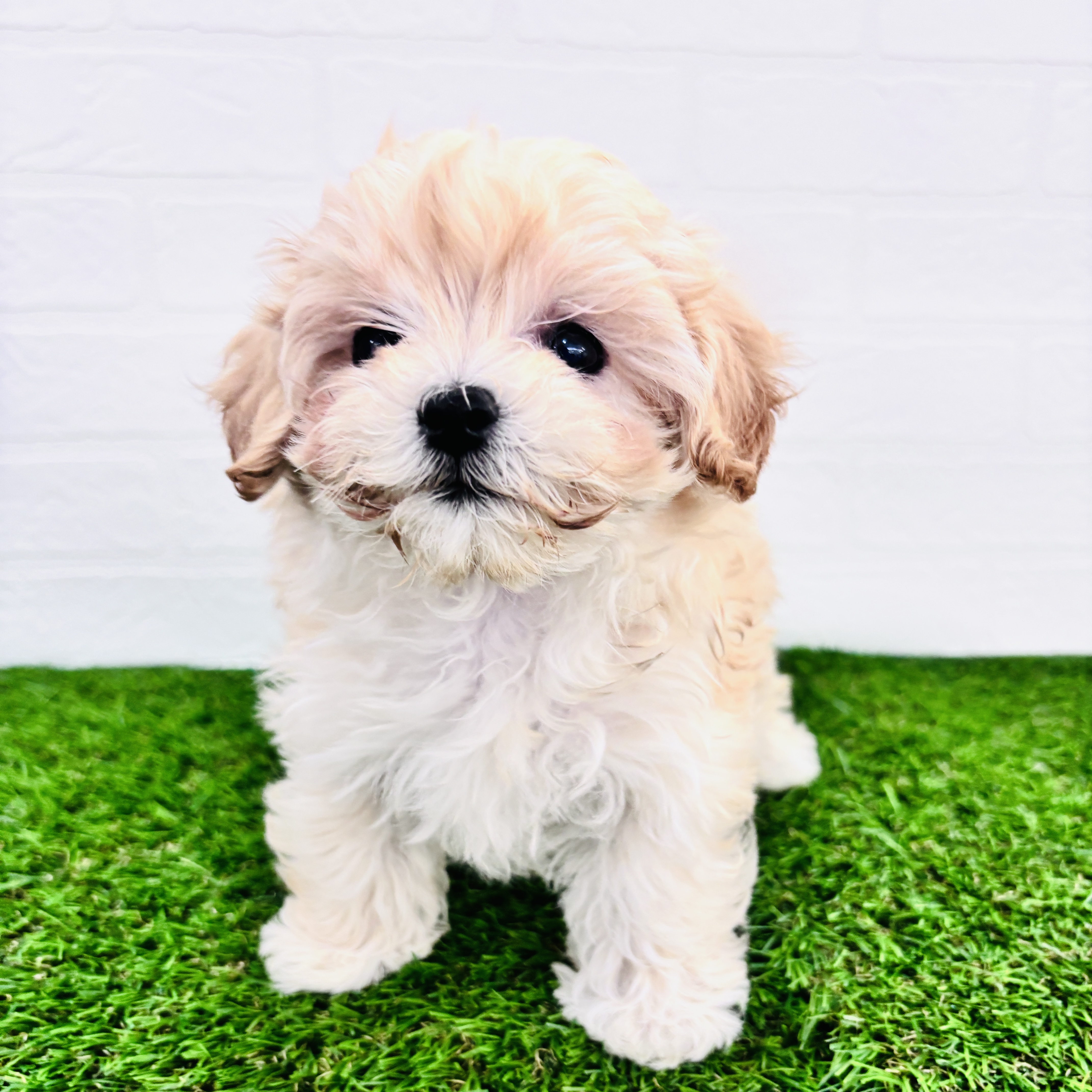 埼玉県のマルプー(マルチーズ×プードル) (ワンニャンハウス春日部店/2025年9月29日生まれ/女の子/クリーム)の子犬の1枚目の画像