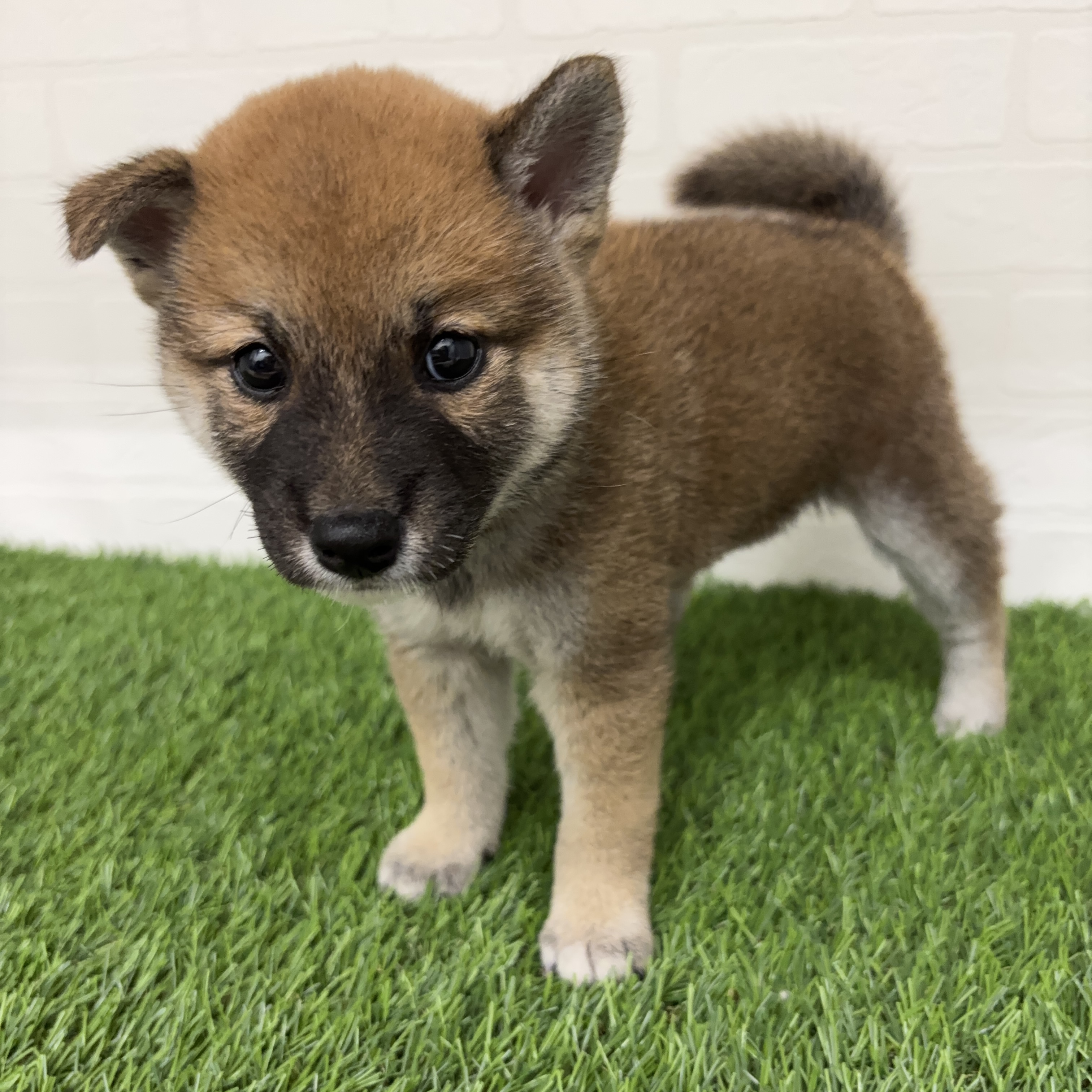 埼玉県の柴犬(標準サイズ) (ワンニャンハウス春日部店/2025年7月20日生まれ/女の子/赤)の子犬の2枚目の画像