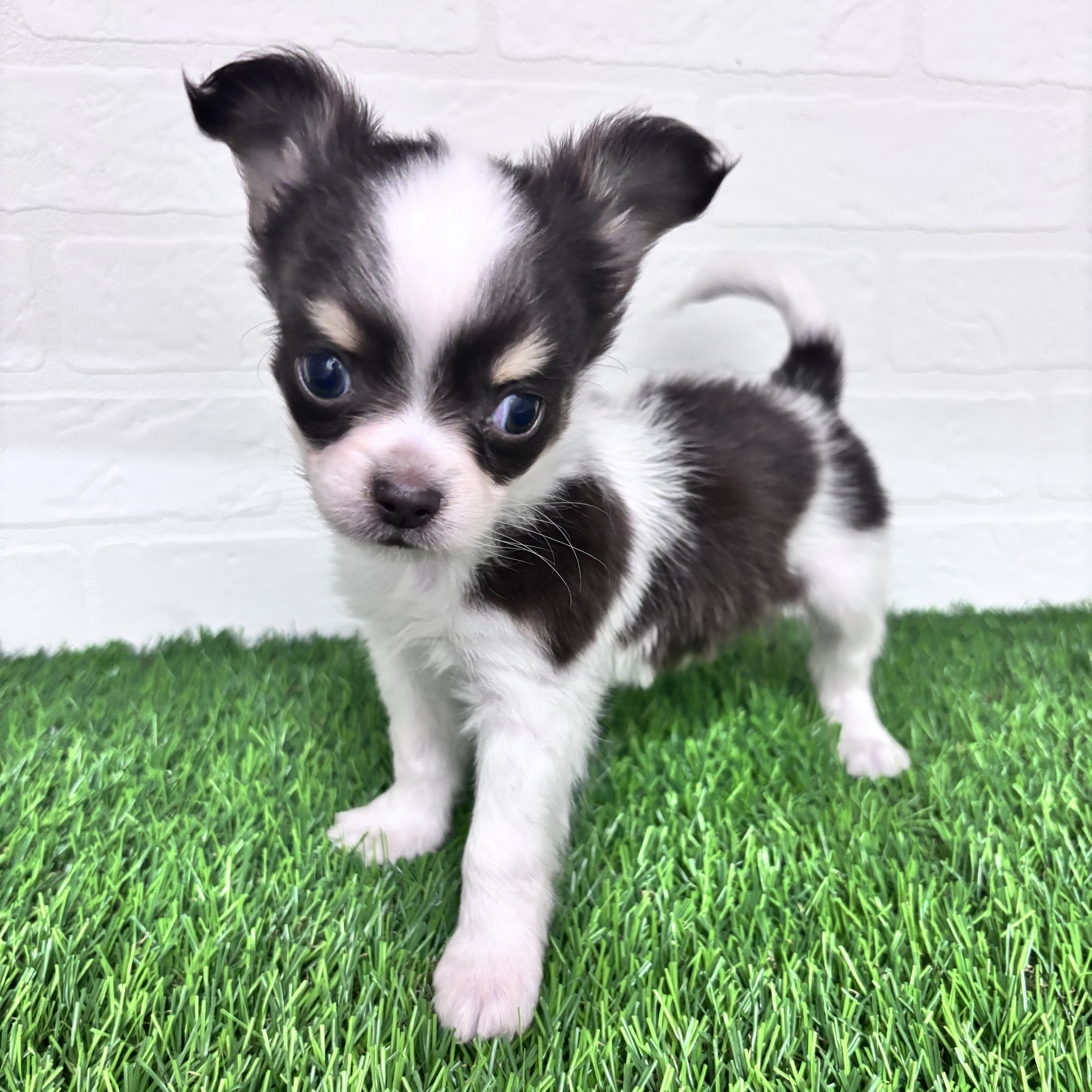 埼玉県のチワックス(チワワ×ダックス) (ワンニャンハウス春日部店/2025年10月16日生まれ/男の子/チョコレートタンホワイト)の子犬の2枚目の画像