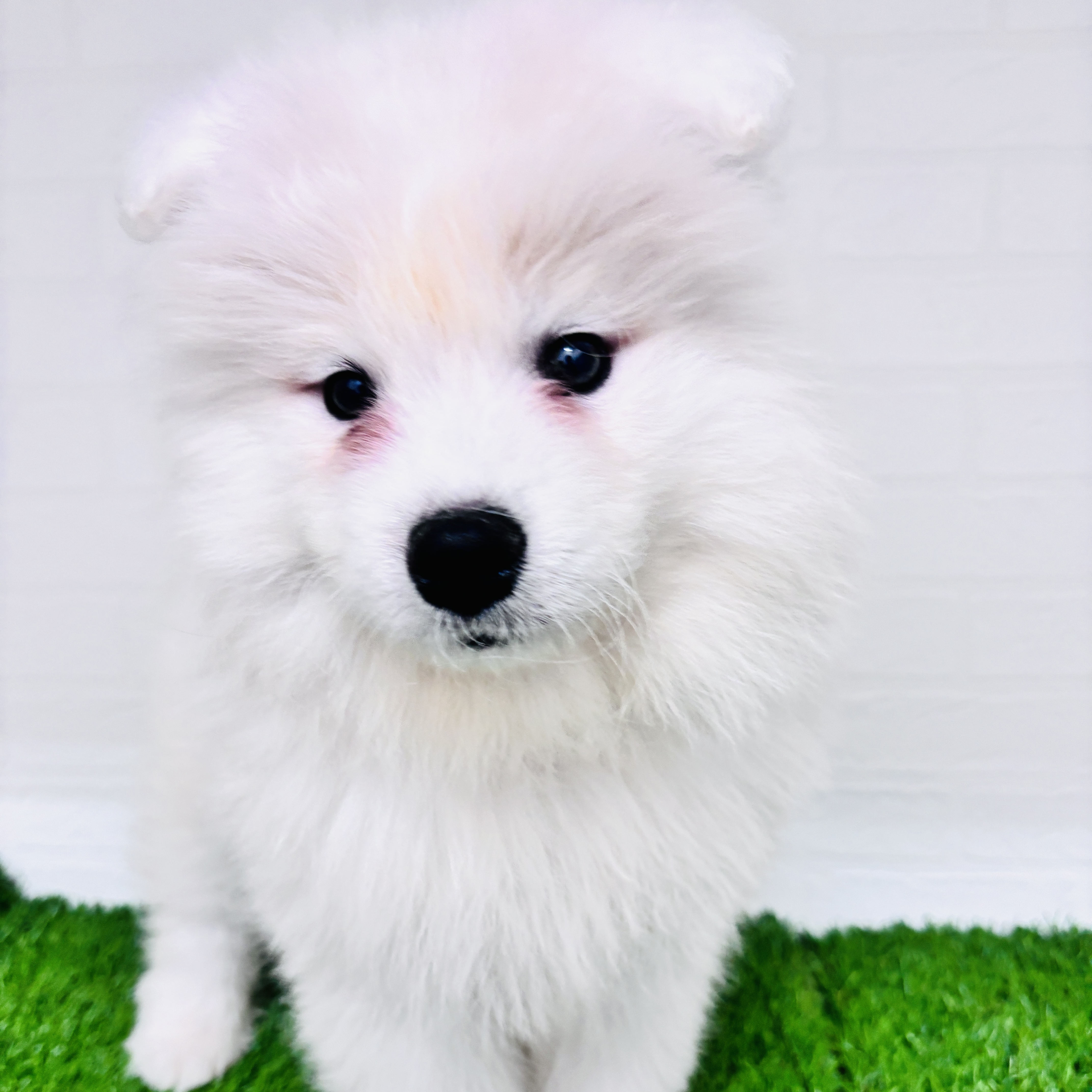 埼玉県のサモエド (ワンニャンハウス春日部店/2025年10月31日生まれ/男の子/ホワイト)の子犬の1枚目の画像