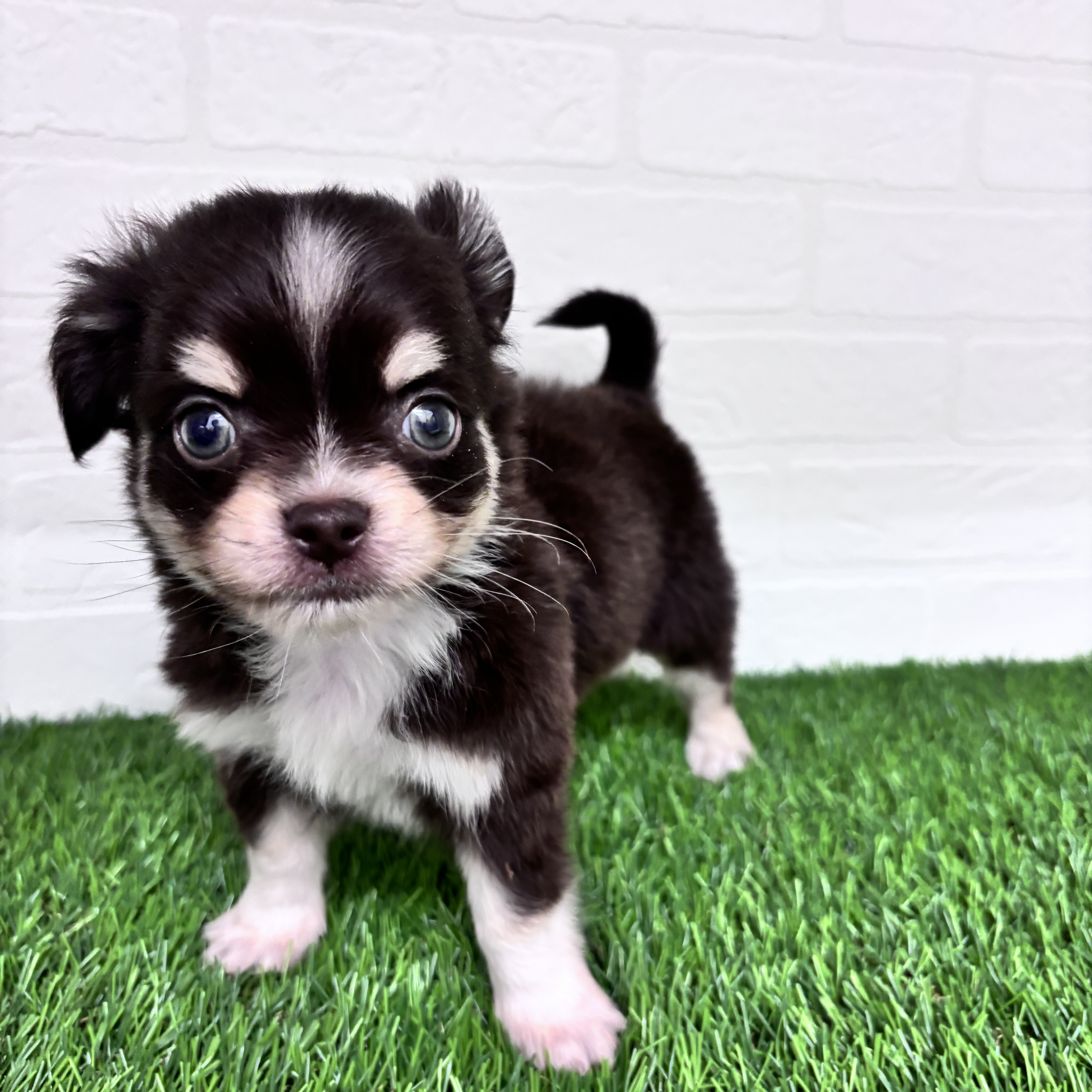 埼玉県のチワックス(チワワ×ダックス) (ワンニャンハウス春日部店/2025年10月16日生まれ/男の子/チョコレートタン)の子犬