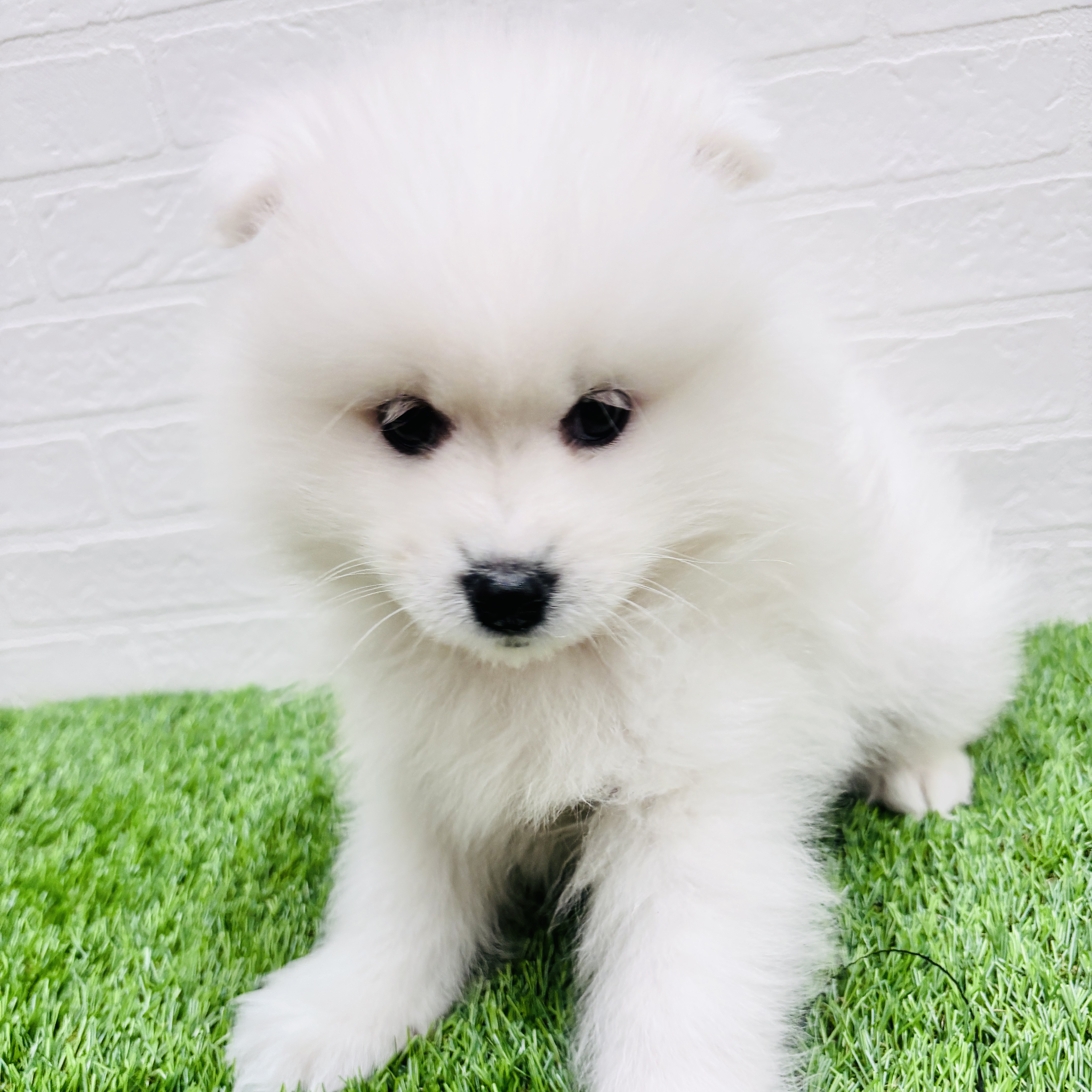 埼玉県のサモエド (ワンニャンハウス春日部店/2025年12月12日生まれ/女の子/ホワイト)の子犬の3枚目の画像