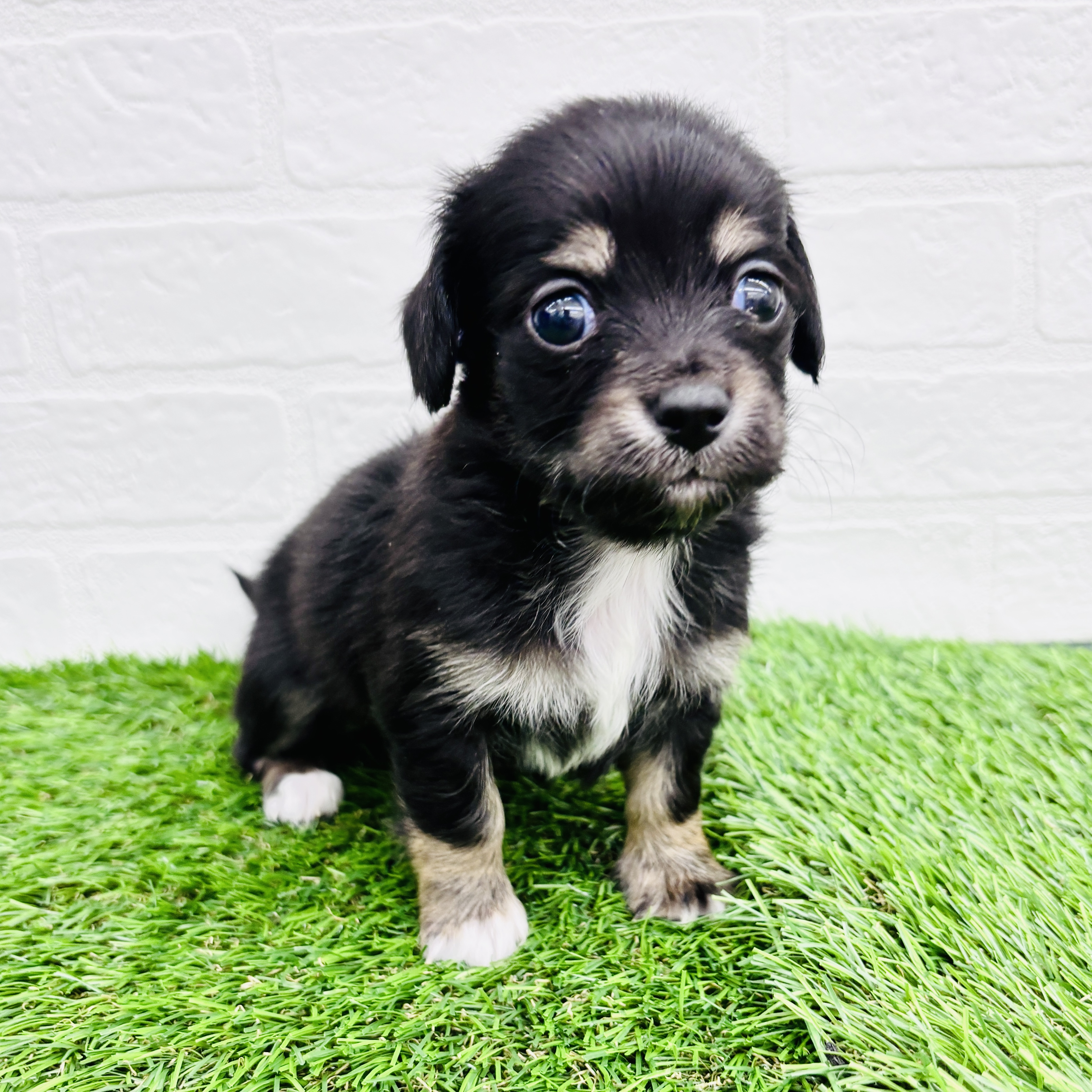 埼玉県のチワックス(チワワ×ダックス) (ワンニャンハウス春日部店/2025年9月9日生まれ/男の子/ブラックタン)の子犬の2枚目の画像