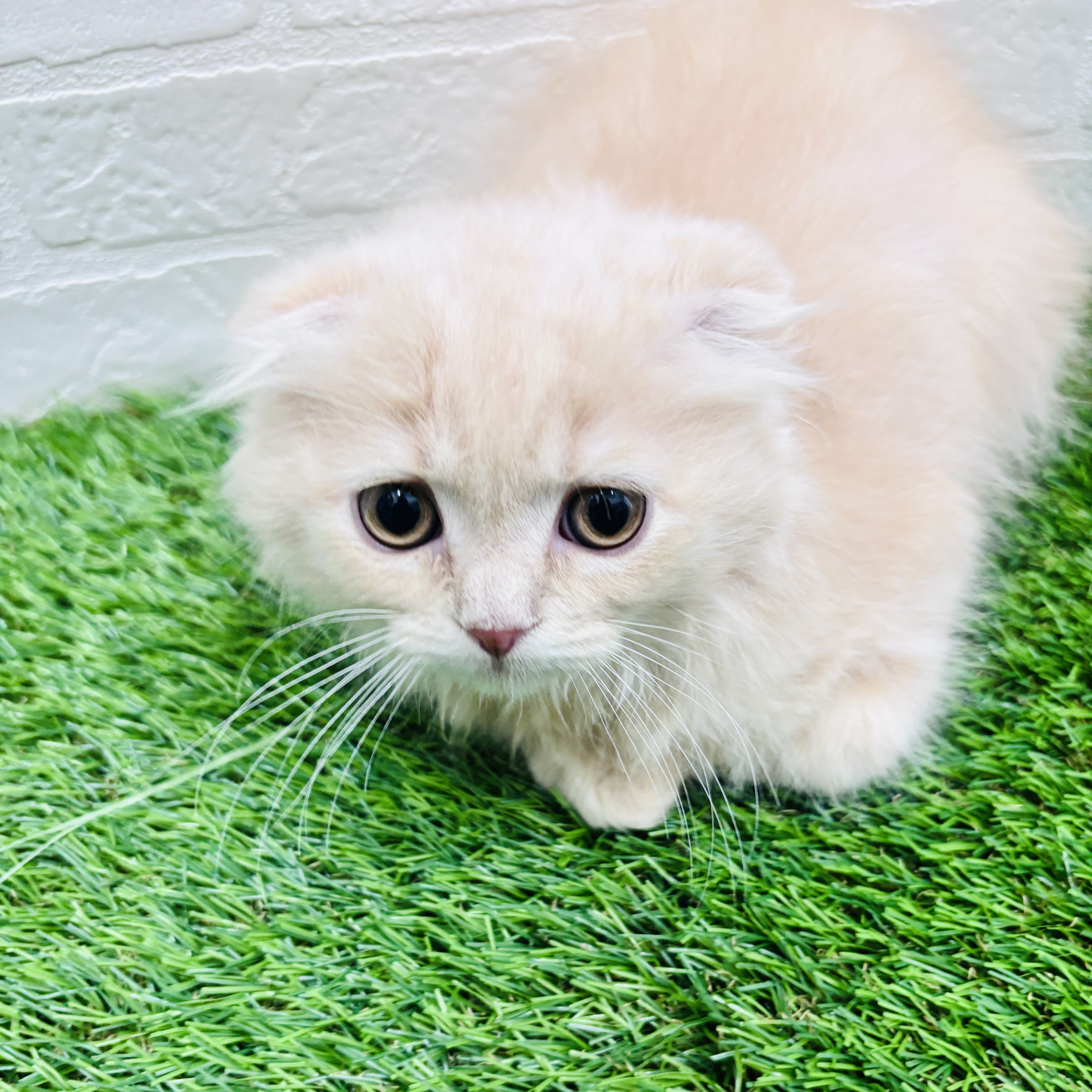 埼玉県のスコティッシュフォールド (ワンニャンハウス春日部店/2025年12月11日生まれ/男の子/クリームタビー)の子猫の1枚目の画像