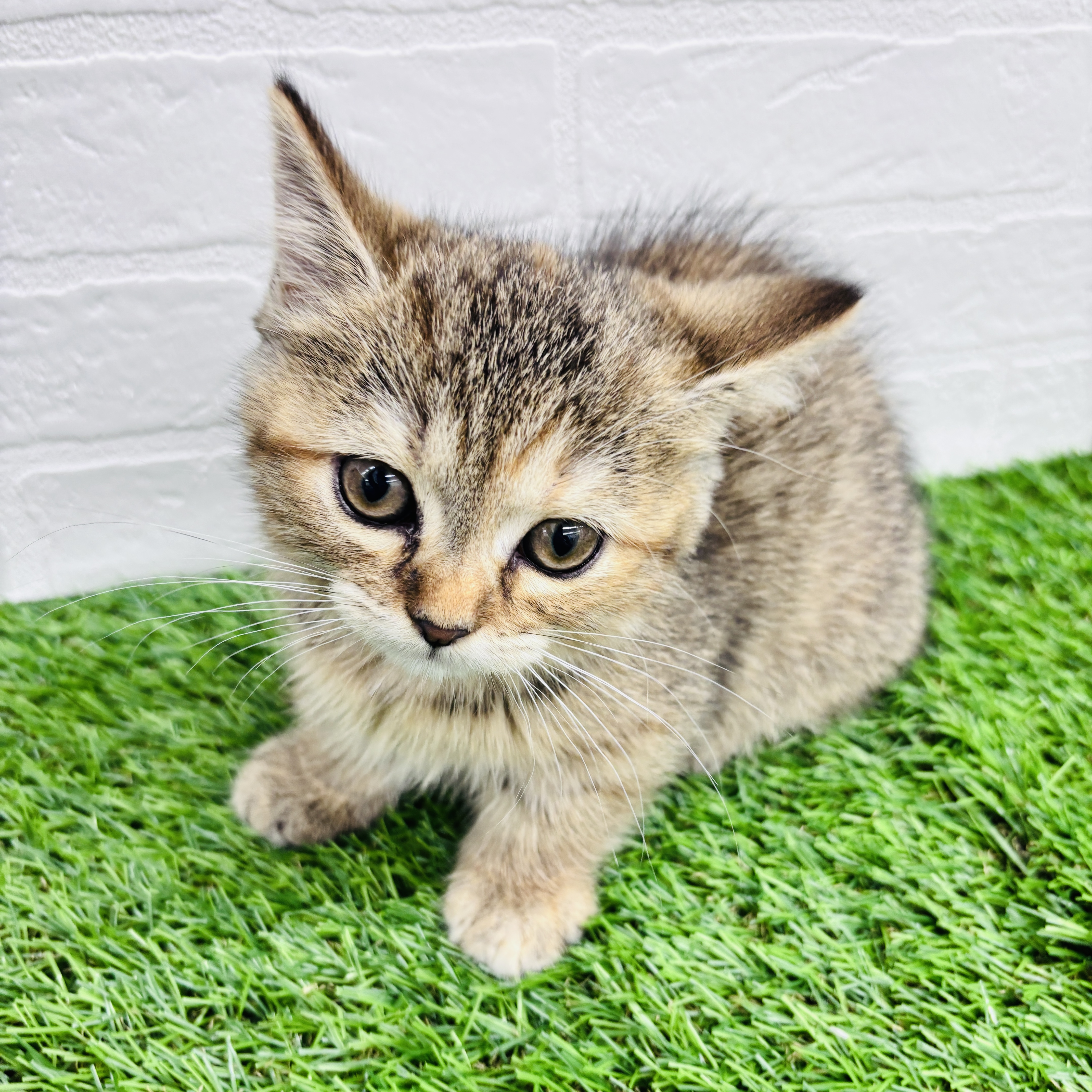 埼玉県のマンチカン (ワンニャンハウス春日部店/2025年8月21日生まれ/女の子/ブラウンタビー)の子猫の1枚目の画像