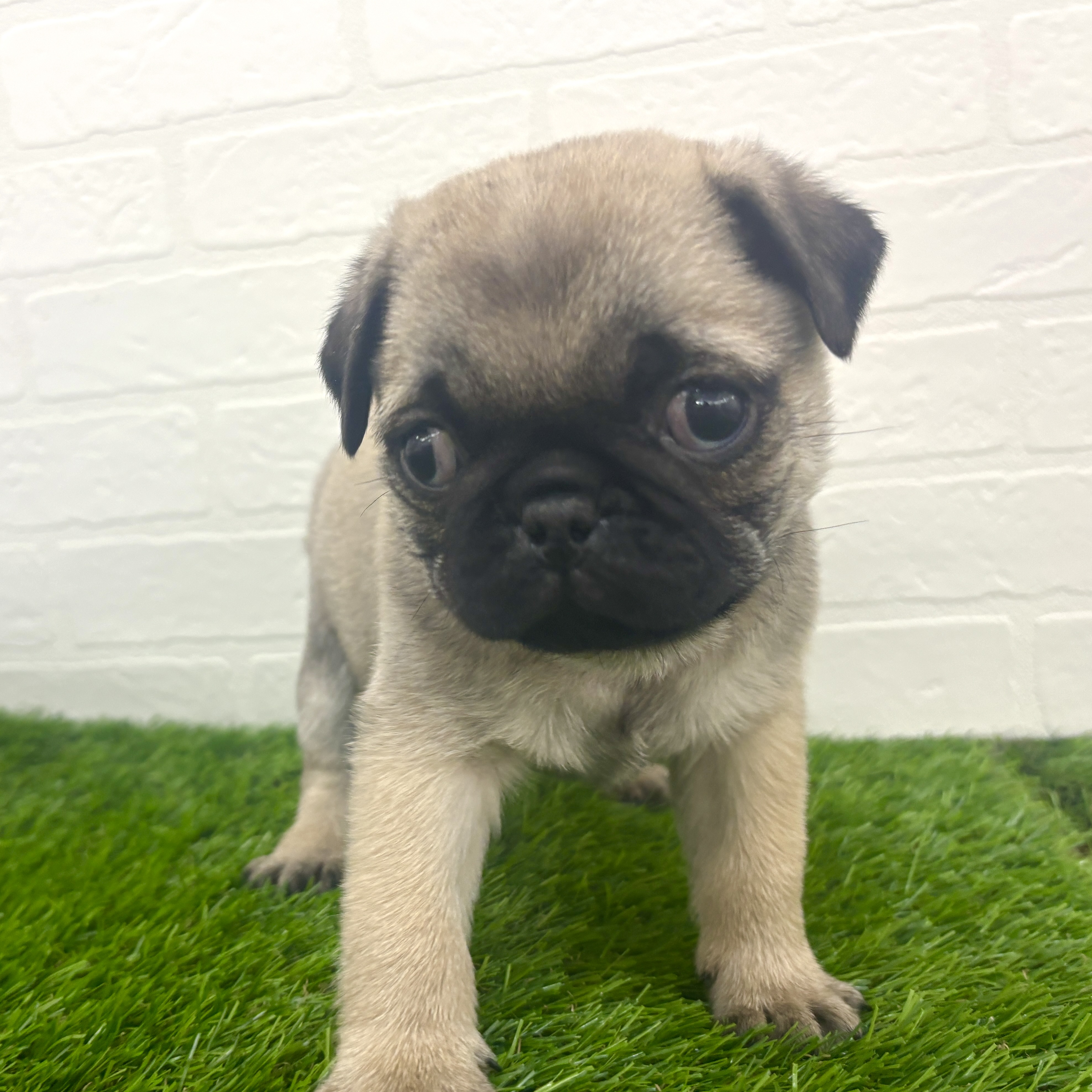 埼玉県のパグ (ワンニャンハウス春日部店/2025年12月23日生まれ/男の子/フォーン)の子犬の2枚目の画像