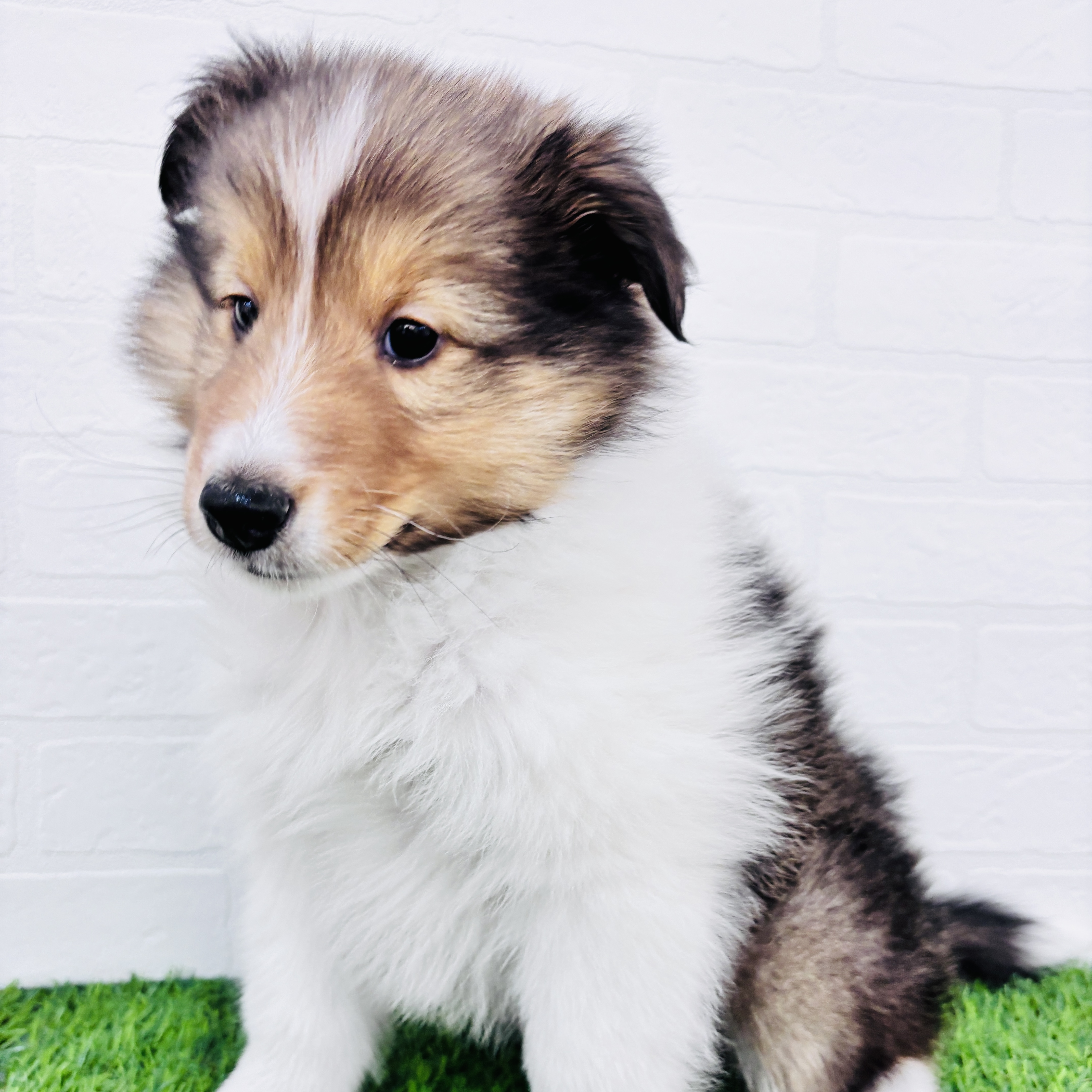 埼玉県のシェットランドシープドッグ (ワンニャンハウス春日部店/2025年10月6日生まれ/男の子/セーブルホワイト)の子犬の3枚目の画像