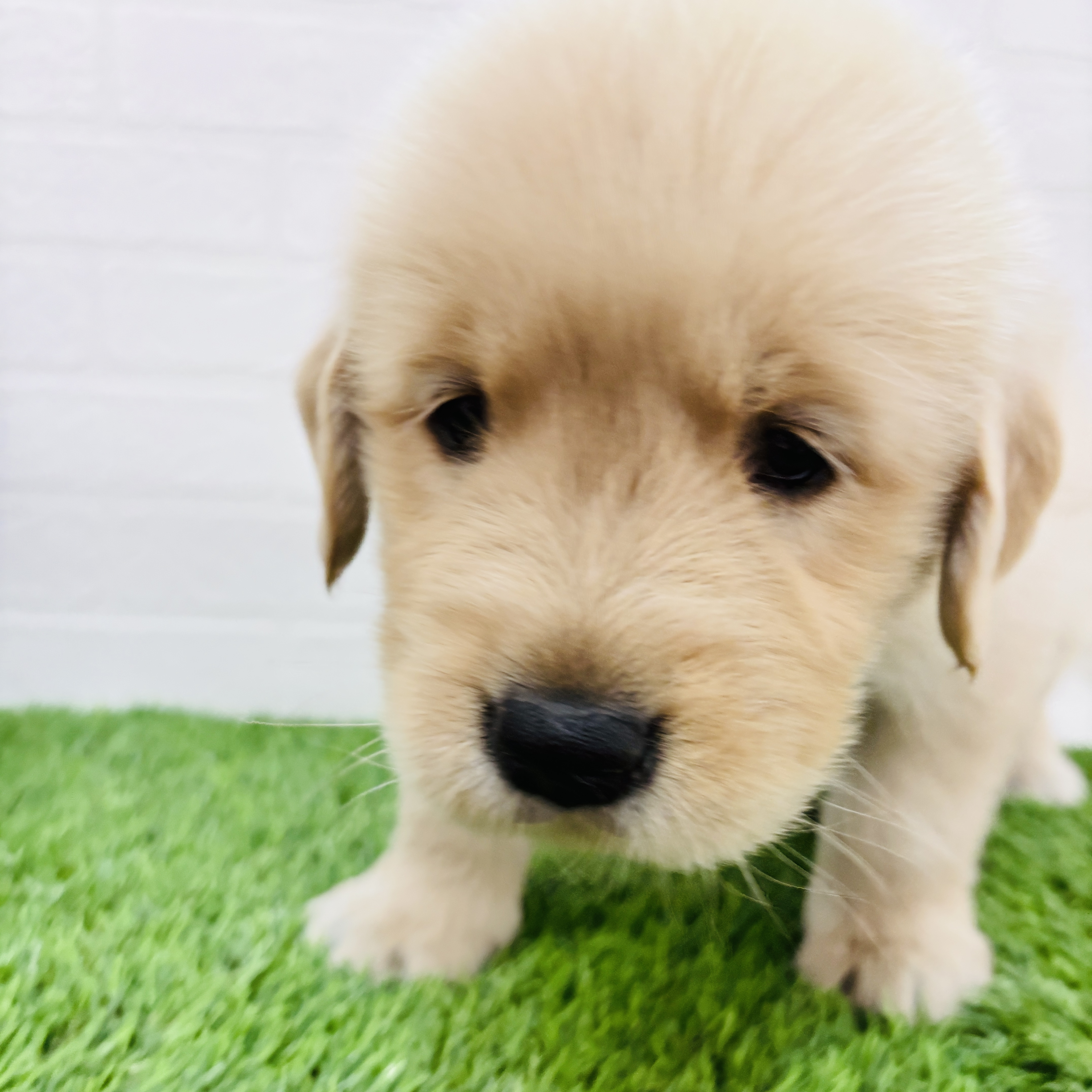 埼玉県のゴールデンレトリバー (ワンニャンハウス春日部店/2025年9月15日生まれ/女の子/ゴールデン)の子犬の1枚目の画像