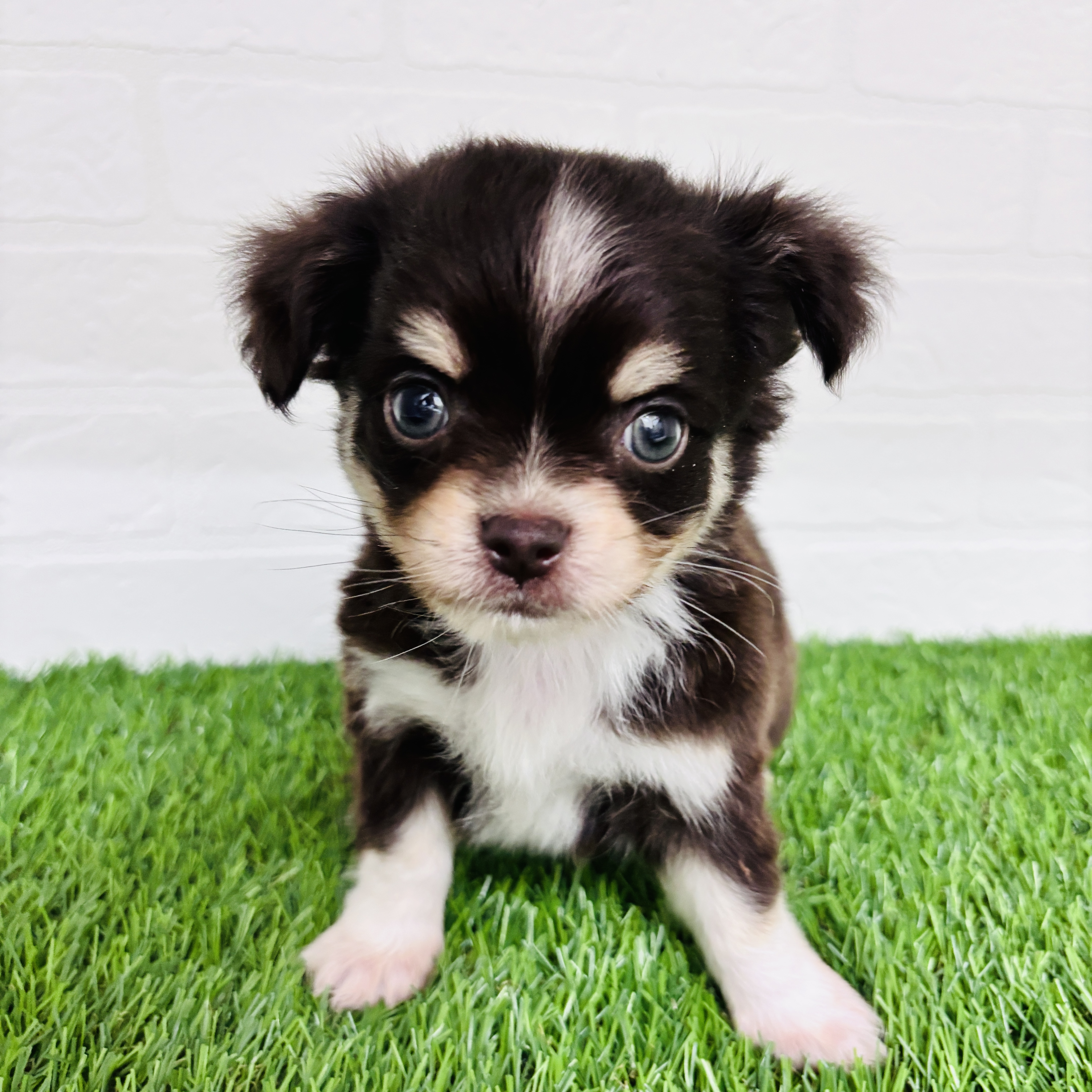 埼玉県のチワックス(チワワ×ダックス) (ワンニャンハウス春日部店/2025年10月16日生まれ/男の子/チョコレートタン)の子犬の3枚目の画像