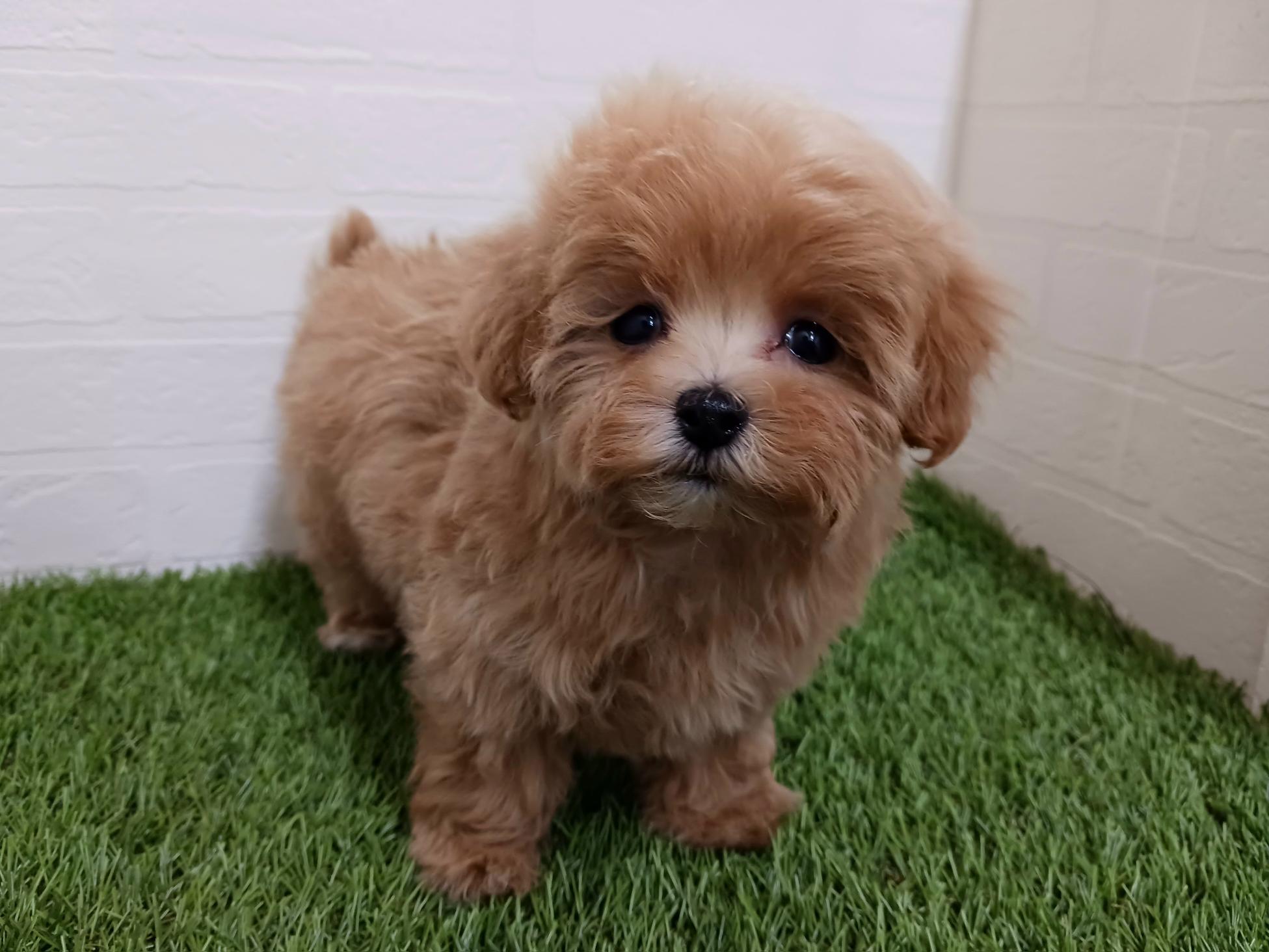 千葉県のマルプー(マルチーズ×プードル) (ワンニャンハウス幕張店/2026年2月27日生まれ/女の子/アプリコット)の子犬の2枚目の画像