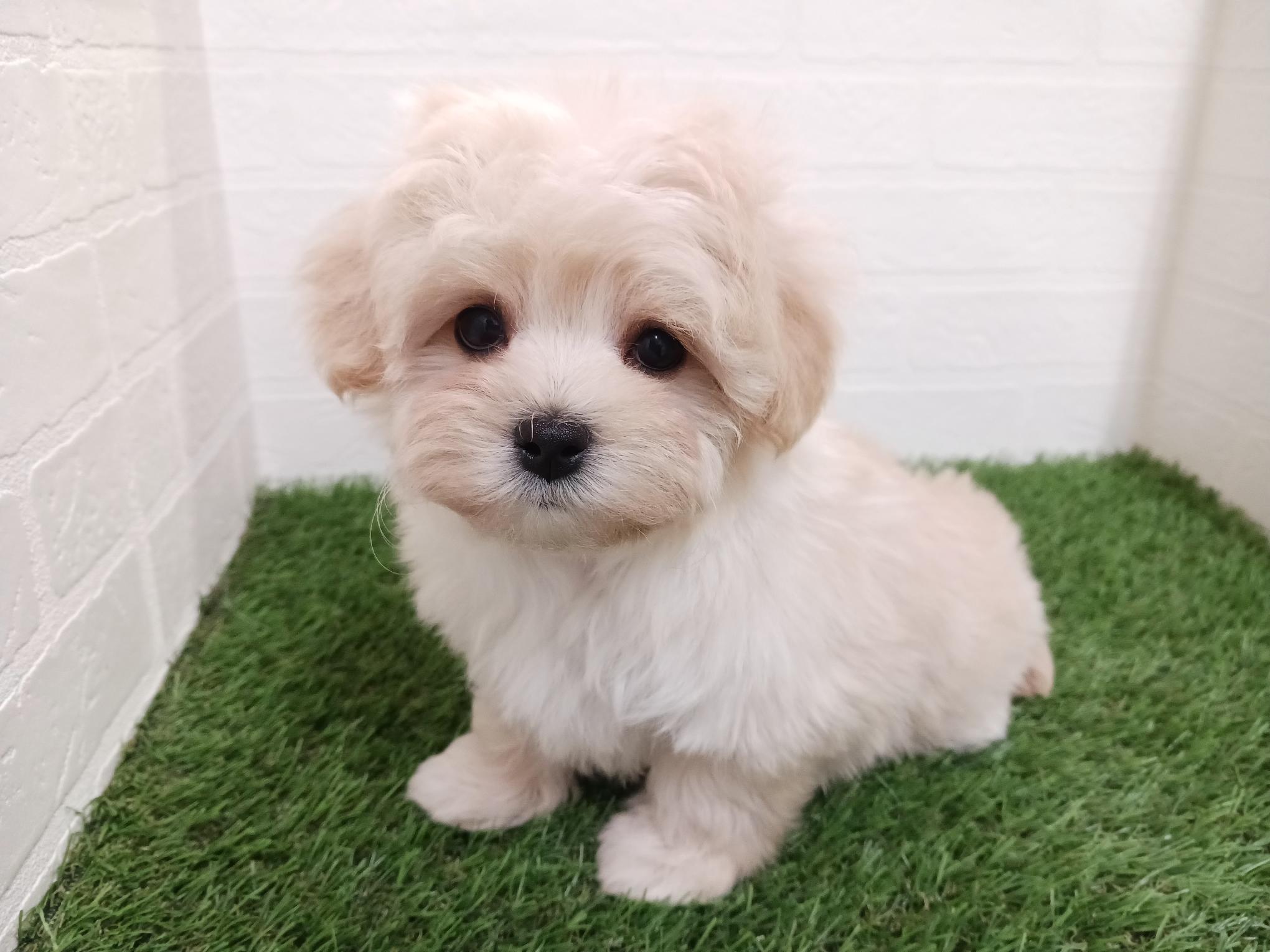 千葉県のマルプー(マルチーズ×プードル) (ワンニャンハウス幕張店/2025年12月1日生まれ/女の子/クリーム)の子犬の2枚目の画像