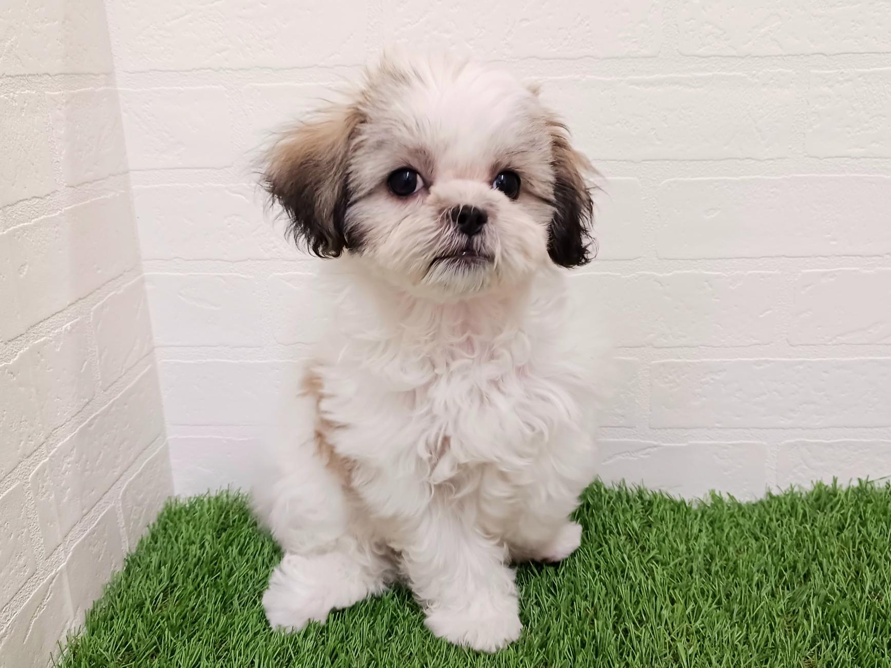 千葉県のマルズー/マルシーズ(マルチーズ×シーズー) (ワンニャンハウス幕張店/2025年9月15日生まれ/女の子/ゴールドホワイト)の子犬の3枚目の画像