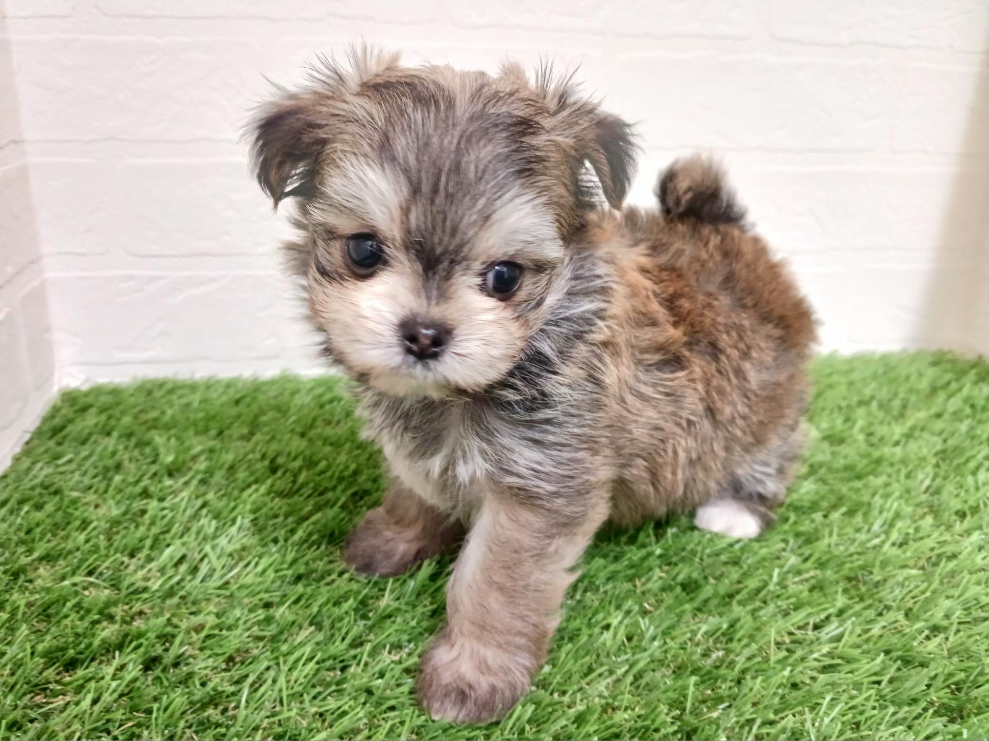 千葉県のチワマル/マルチワ(チワワ×マルチーズ) (ワンニャンハウス幕張店/2025年12月21日生まれ/男の子/フォーン)の子犬の2枚目の画像