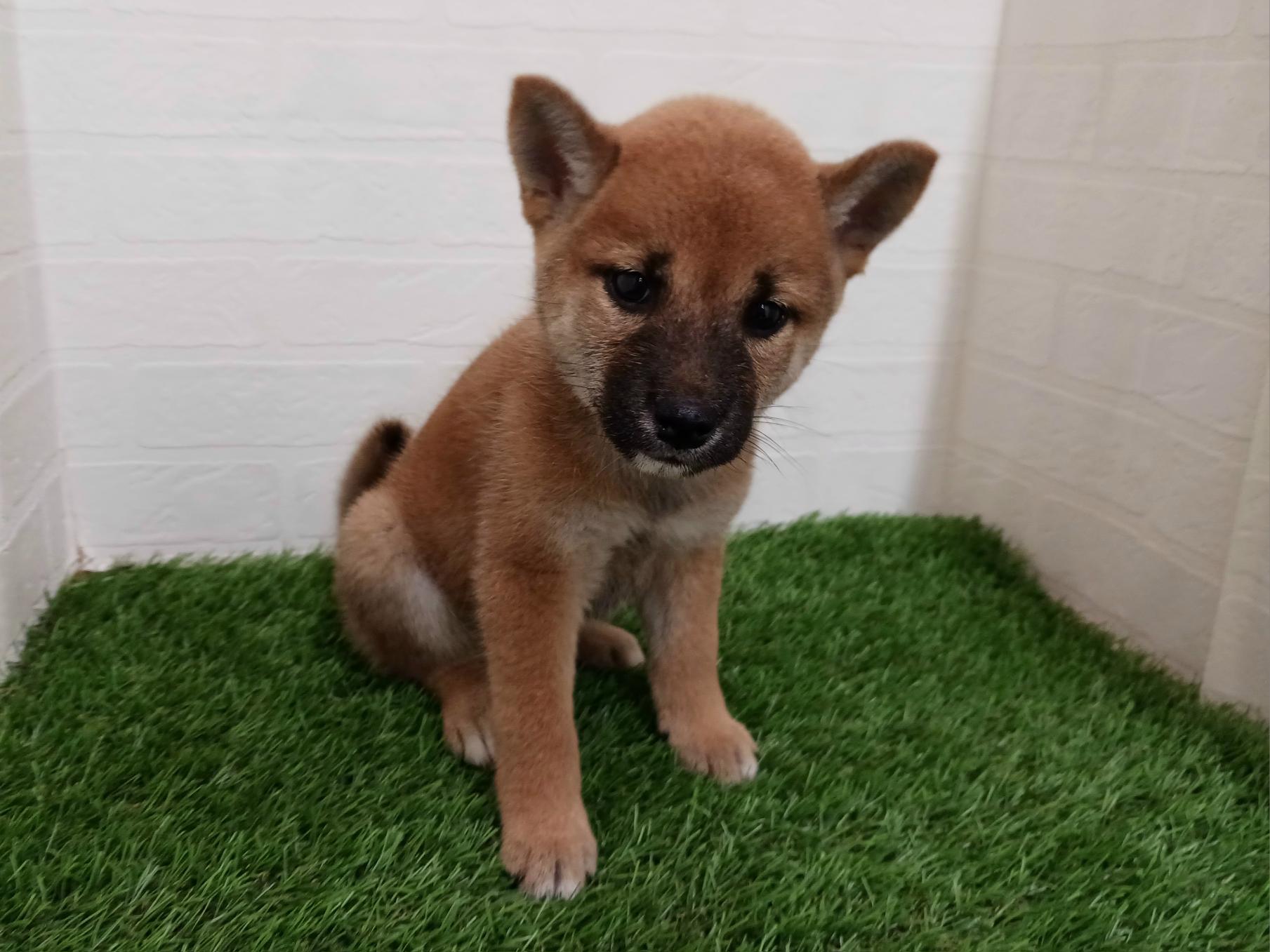 千葉県の柴犬(標準サイズ) (ワンニャンハウス幕張店/2026年7月26日生まれ/女の子/赤)の子犬の4枚目の画像