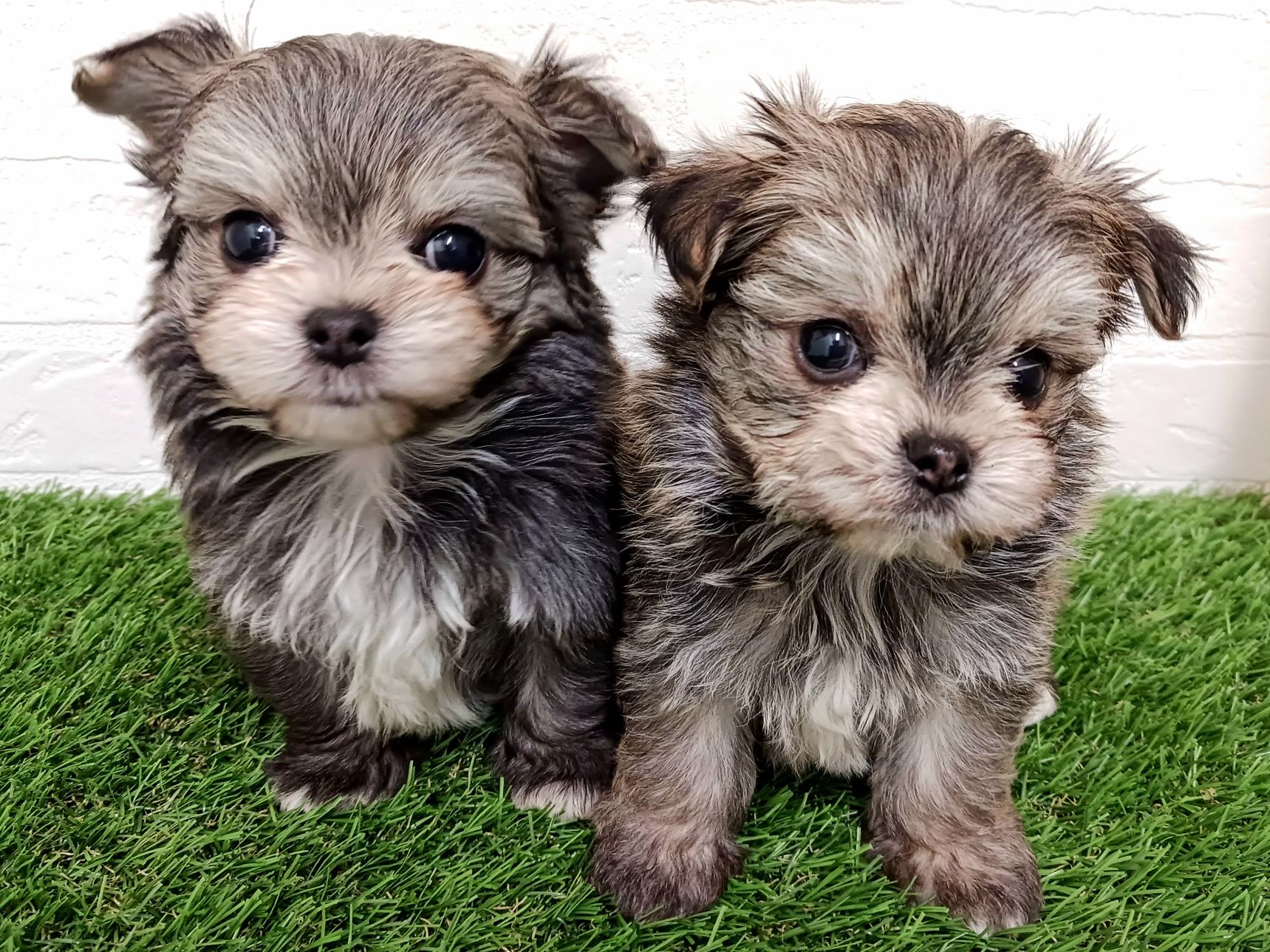 千葉県のチワマル/マルチワ(チワワ×マルチーズ) (ワンニャンハウス幕張店/2025年12月21日生まれ/男の子/フォーン)の子犬の4枚目の画像