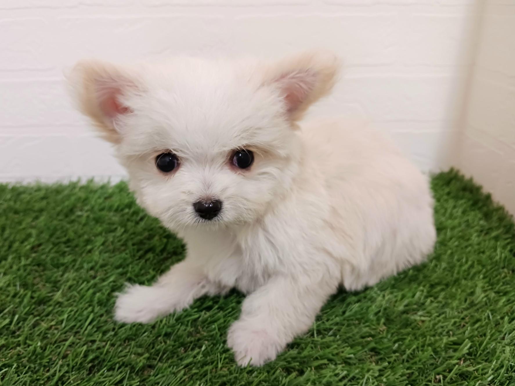 千葉県のチワマル/マルチワ(チワワ×マルチーズ) (ワンニャンハウス幕張店/2025年11月29日生まれ/女の子/クリーム)の子犬の4枚目の画像
