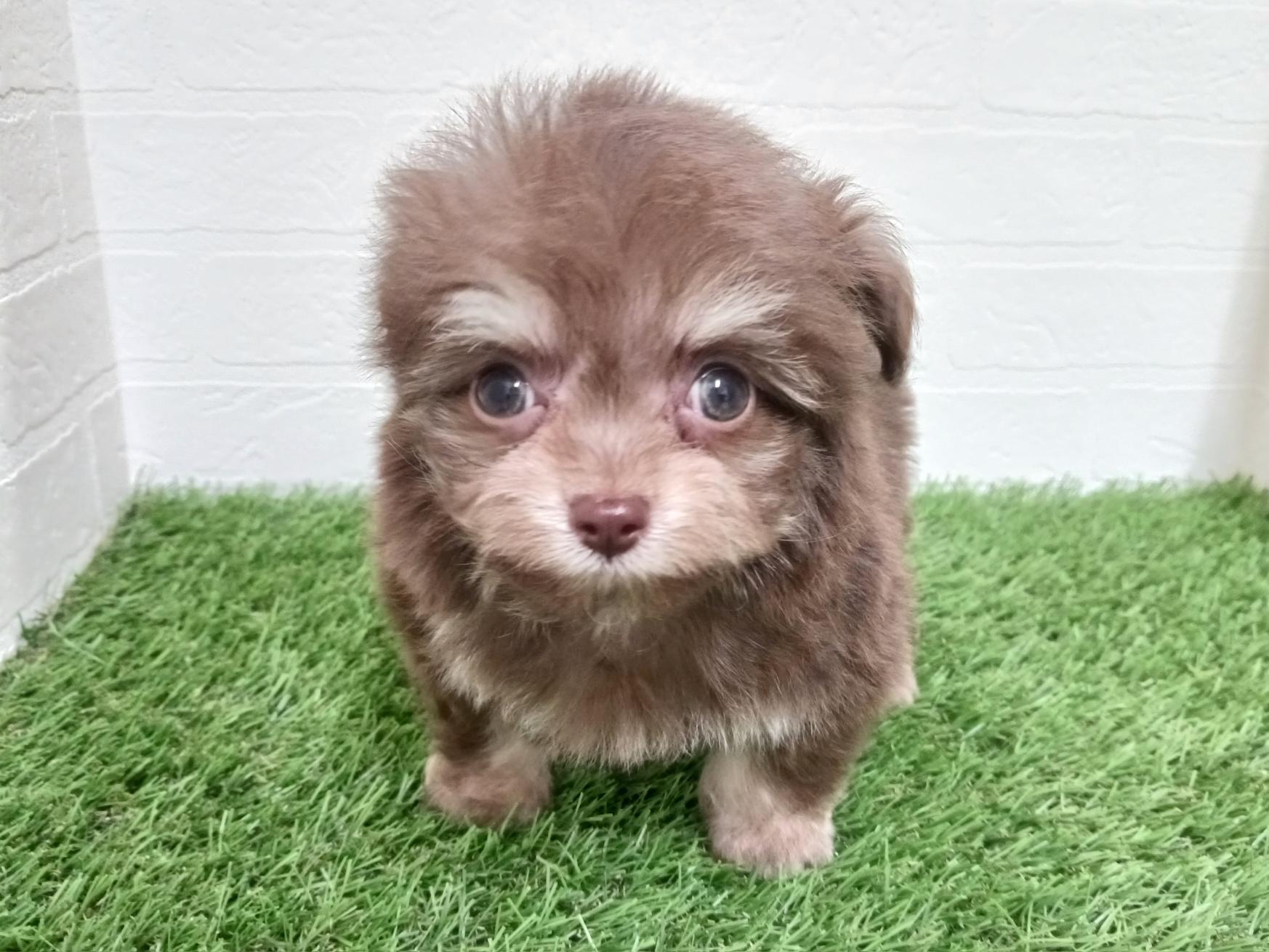 千葉県のチワプー/プーチー(チワワ×プードル) (ワンニャンハウス幕張店/2025年12月1日生まれ/男の子/チョコレートタン)の子犬の1枚目の画像