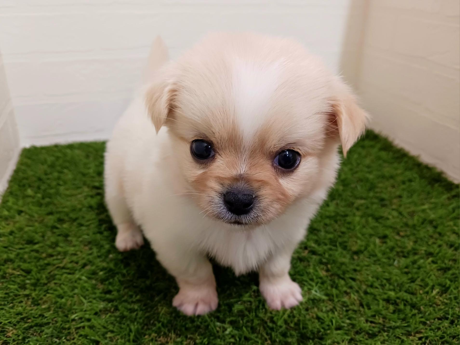 千葉県のチワペキ/ペキチー/ペキチワ(チワワ×ペキニーズ) (ワンニャンハウス幕張店/2025年9月22日生まれ/男の子/クリーム)の子犬の2枚目の画像