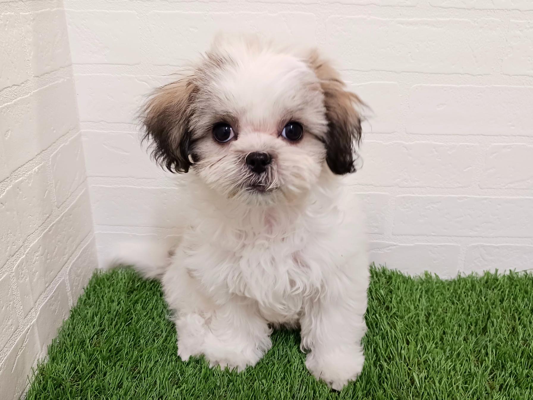 千葉県のマルズー/マルシーズ(マルチーズ×シーズー) (ワンニャンハウス幕張店/2025年9月15日生まれ/女の子/ゴールドホワイト)の子犬の1枚目の画像