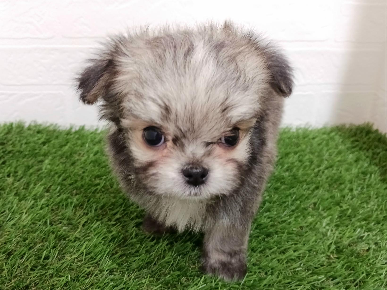 千葉県のチワマル/マルチワ(チワワ×マルチーズ) (ワンニャンハウス幕張店/2025年11月16日生まれ/男の子/フォーンホワイト)の子犬の2枚目の画像