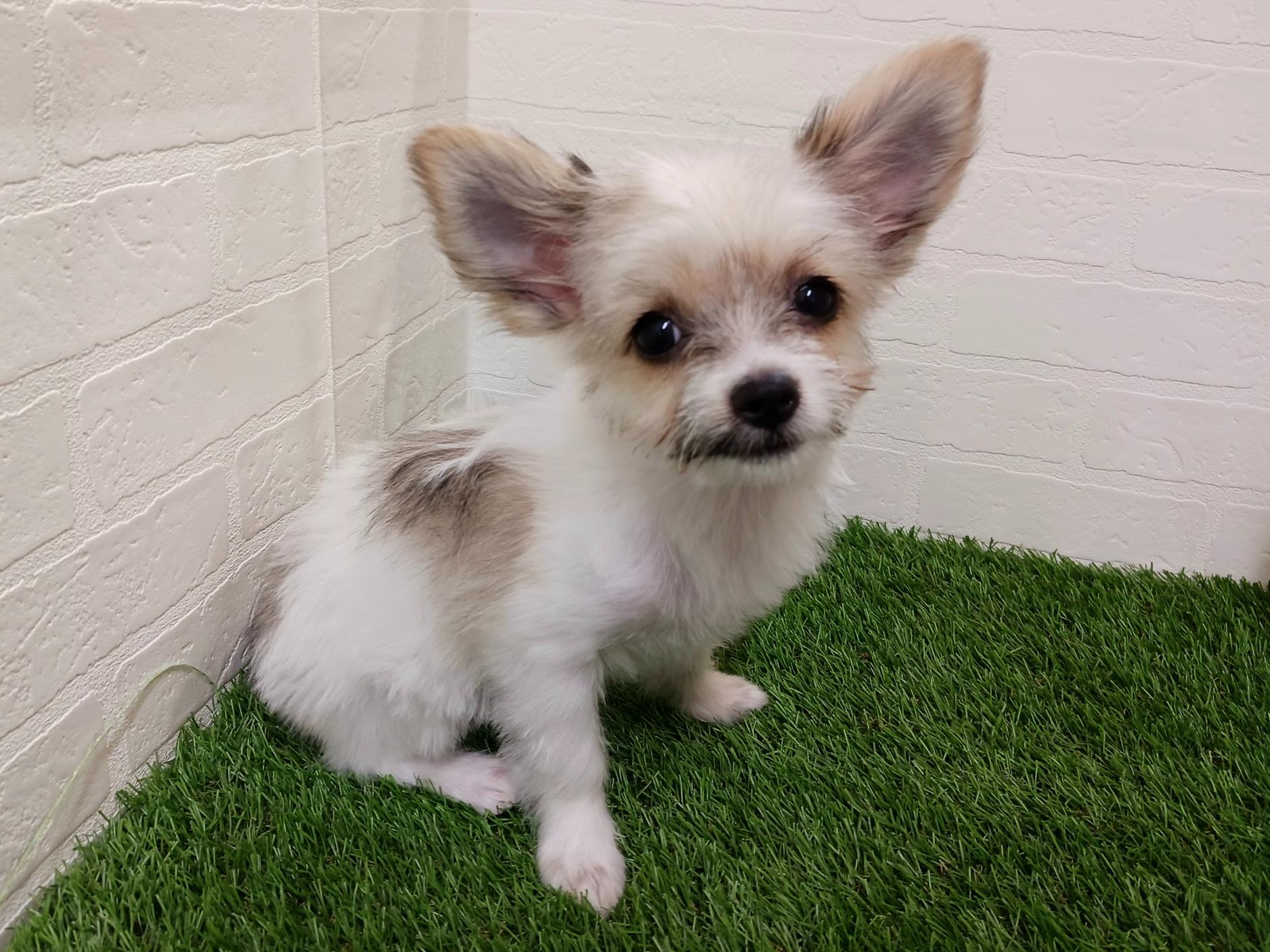 千葉県のハーフ犬・ミックス犬 (ワンニャンハウス幕張店/2026年1月19日生まれ/女の子/パーティーカラー)の子犬の4枚目の画像