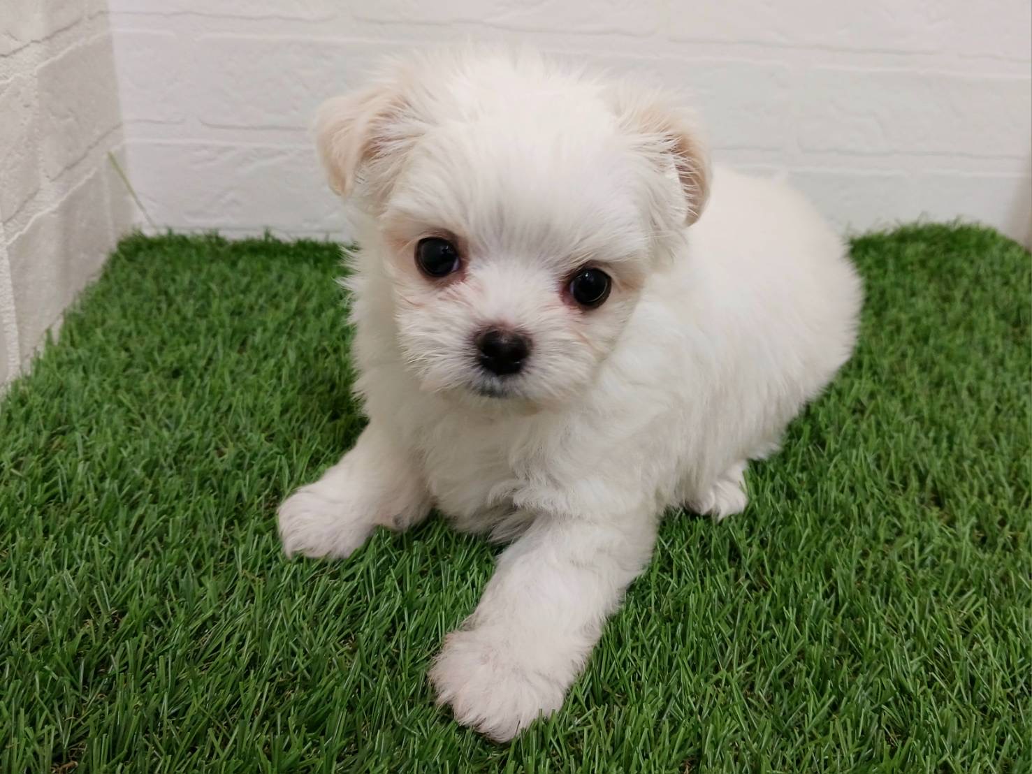 千葉県のチワマル/マルチワ(チワワ×マルチーズ) (ワンニャンハウス幕張店/2026年2月14日生まれ/女の子/ホワイトクリーム)の子犬の4枚目の画像