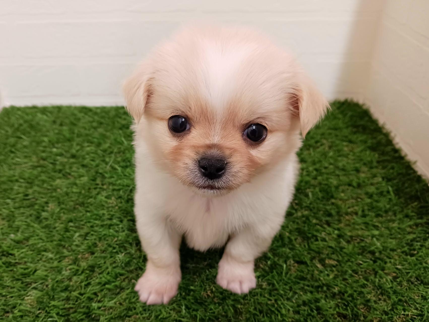千葉県のチワペキ/ペキチー/ペキチワ(チワワ×ペキニーズ) (ワンニャンハウス幕張店/2025年9月22日生まれ/男の子/クリーム)の子犬の1枚目の画像